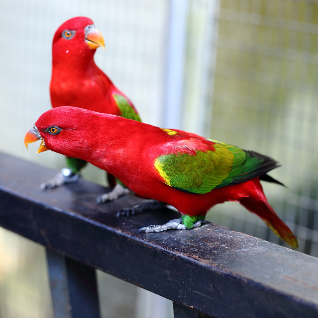 红色吸蜜鹦鹉  红色吸蜜鹦鹉,一种美丽的鹦鹉,以其鲜艳的红色羽毛和