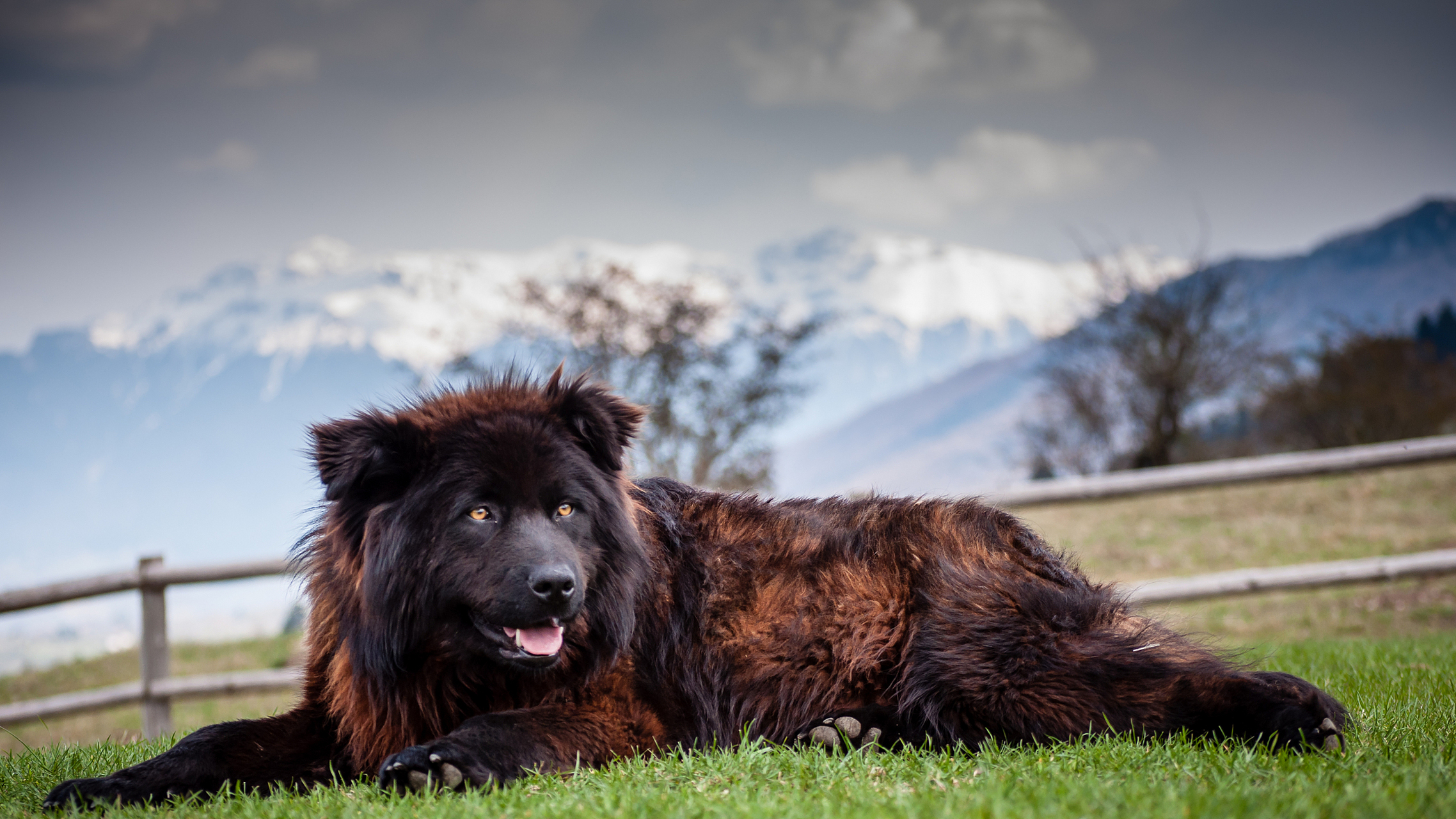 纽芬兰犬是一种非常友好和活泼的犬种,体形高大,胸深,身体长而结实