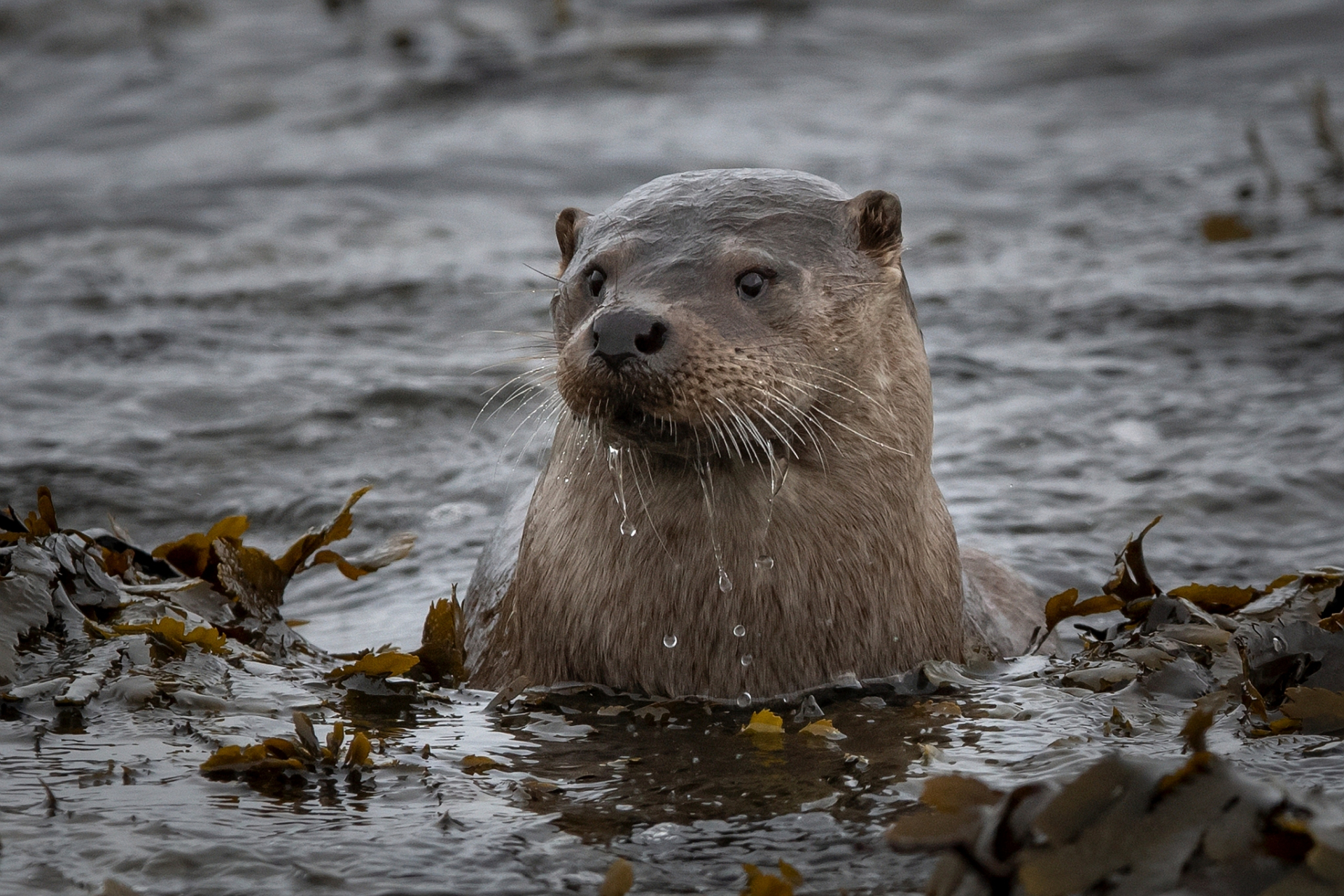 河狸是北美洲最大的啮齿动物之一,因过度狩猎,栖息地破坏和水质污染等