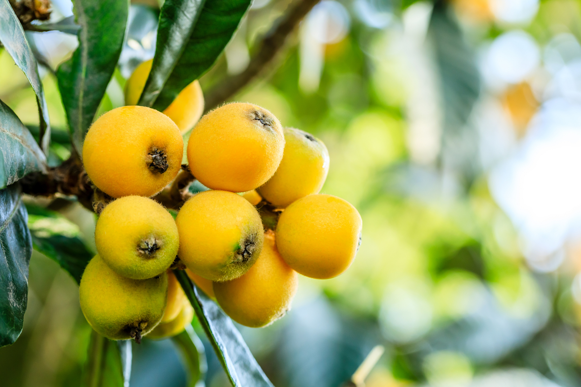 枇杷果的功效与作用  润肺止咳,生津止渴,和胃下气 枇杷果归肺经,具有