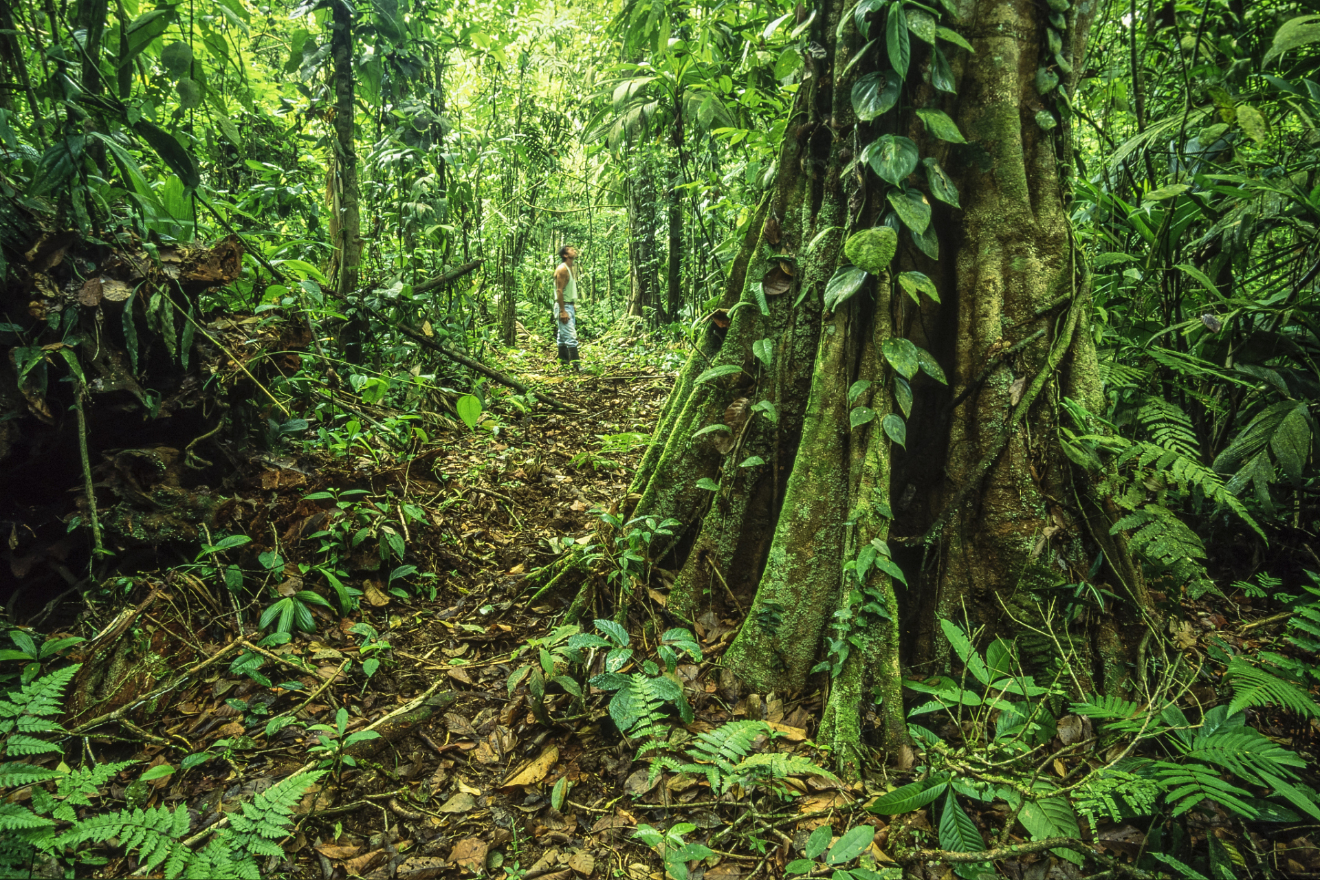 巴西亚马孙雨林上半年森林砍伐同比减少近34% 巴西亚马孙热带雨林地区