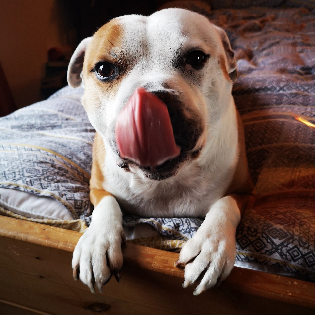 如果发现狗狗一直吐舌头喘气,*常见的原因就是它想要散热,毕竟它是没