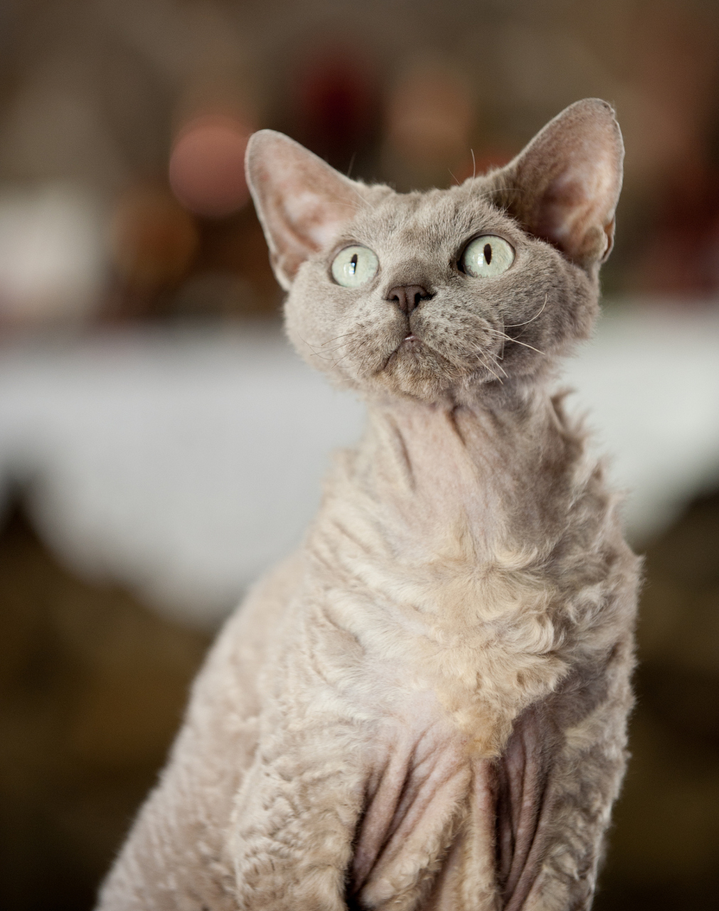 柯尼斯卷毛猫这种猫咪,不仅拥有迷人的外表,还有着温和友善的性格