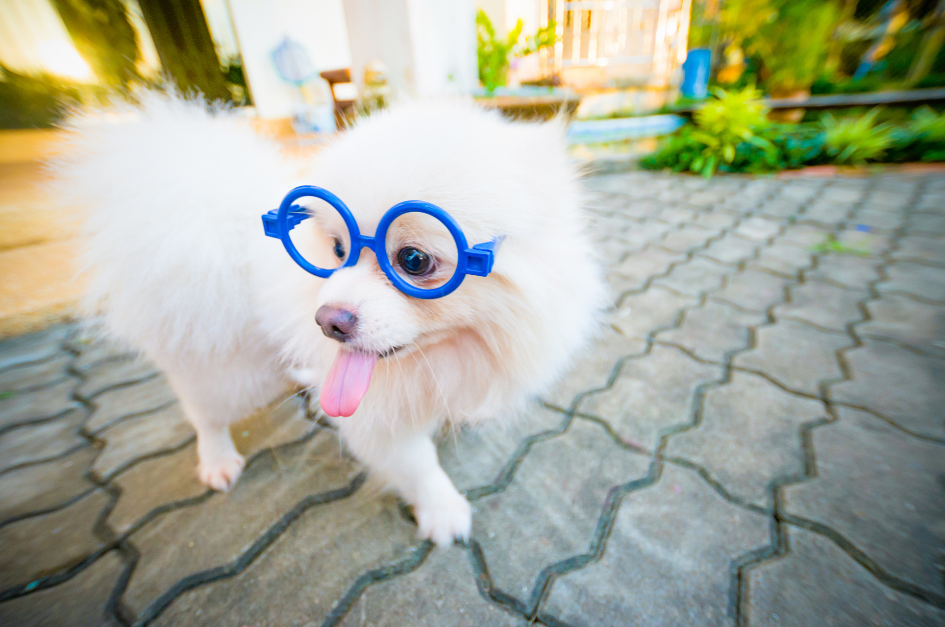 谁怕谁?来比一比##搞笑萌宠