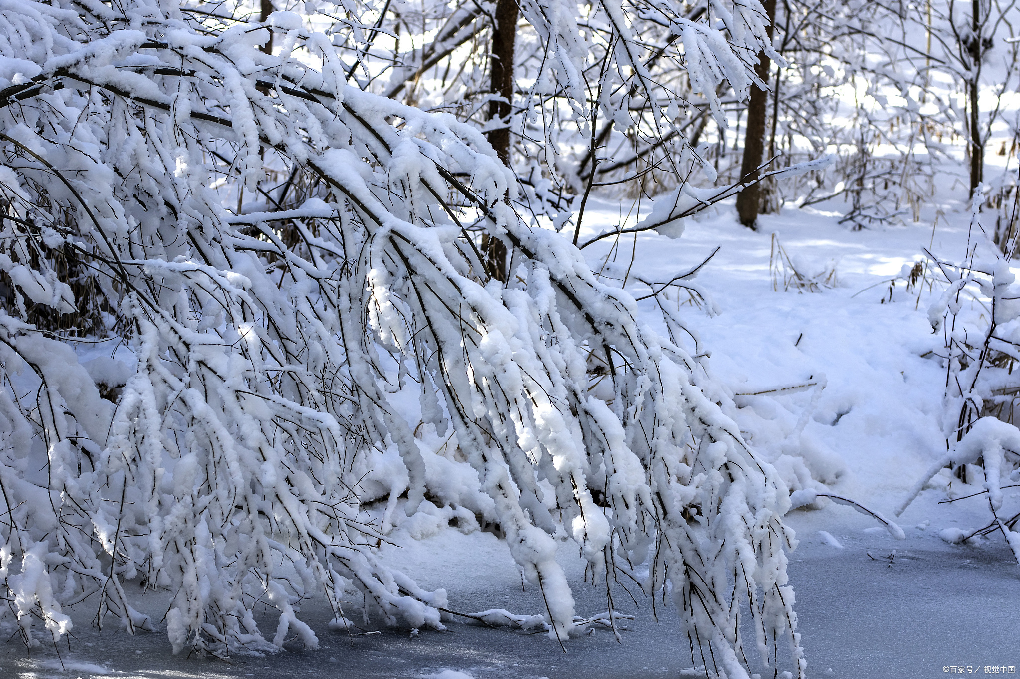 散文:《冬日的雪》冬日的雪,飄灑著慵懶而溫柔的氣息