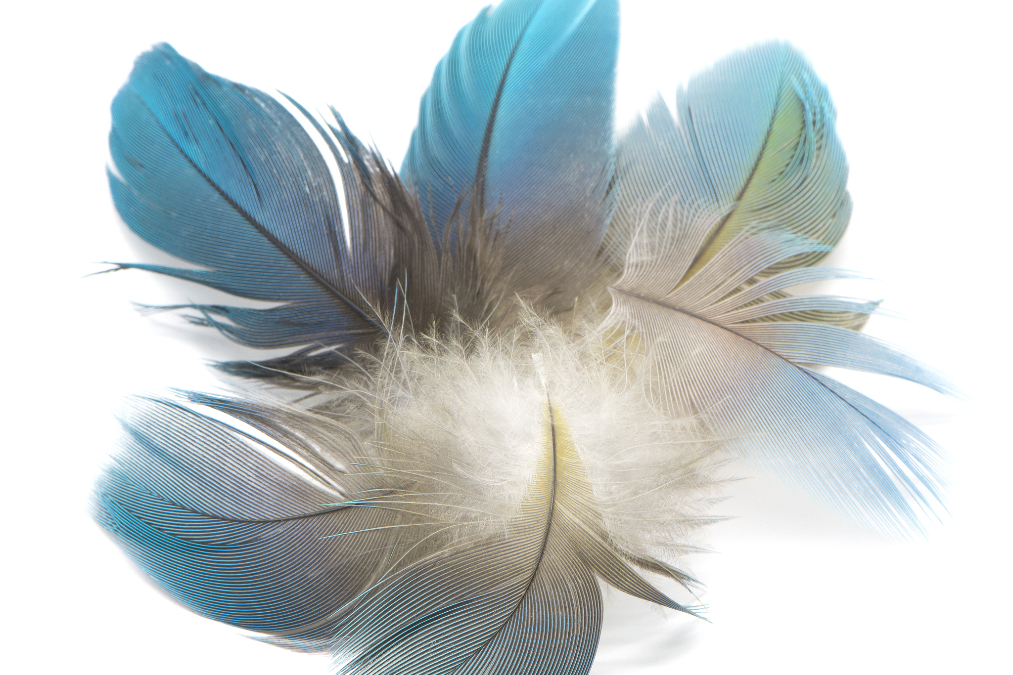 鸟类的羽毛颜色和形状是它们重要的适应性特征,可帮助它们进行伪装