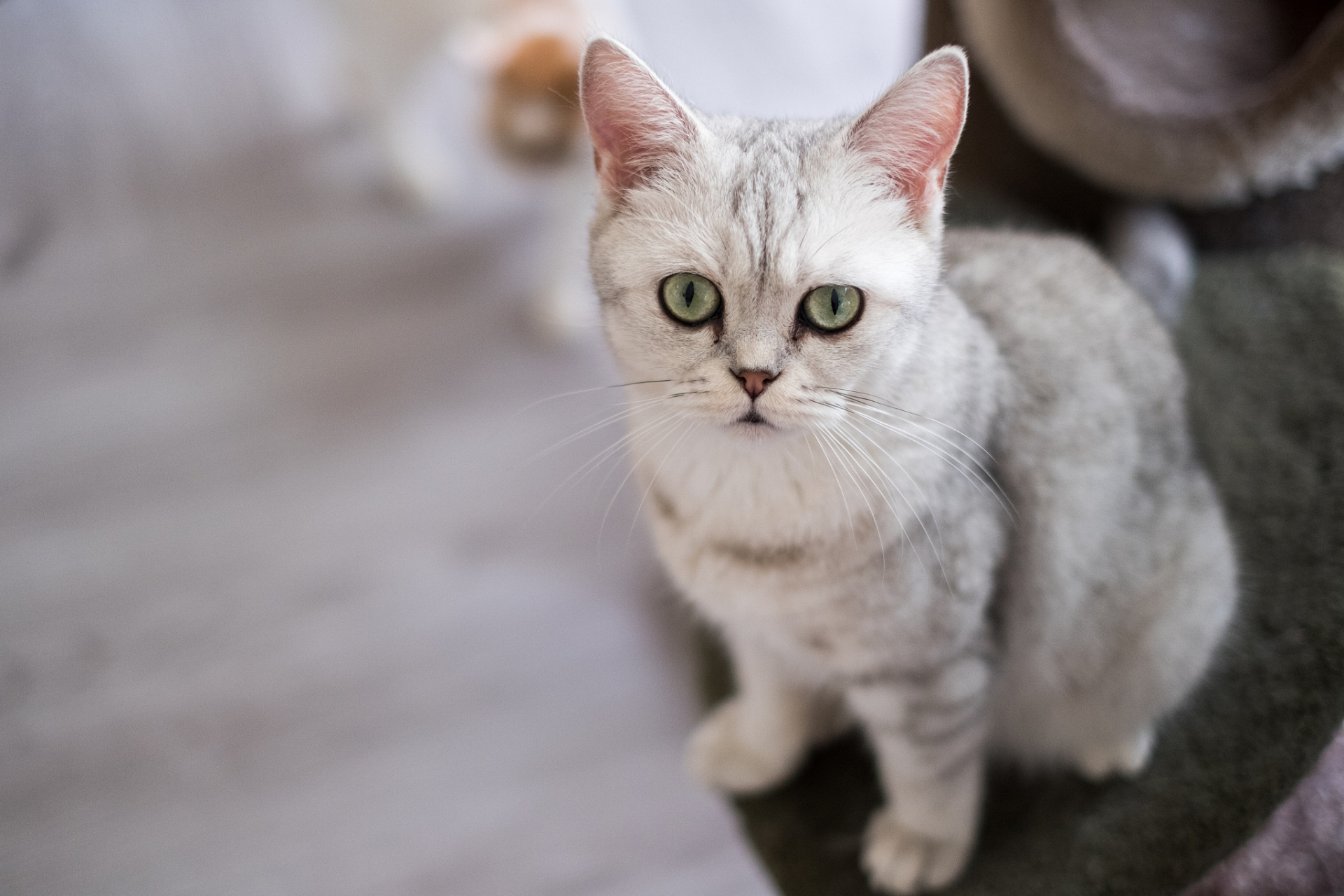 通过观察猫咪的尾巴姿态,耳朵动作,眼神交流,姿态调整,爪子使用和呼噜