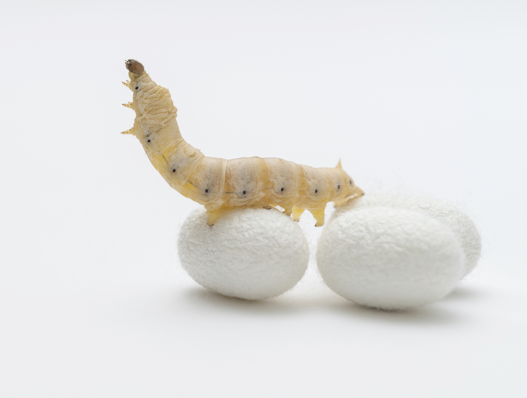 那么,蚕宝宝为什么不吐丝呢?