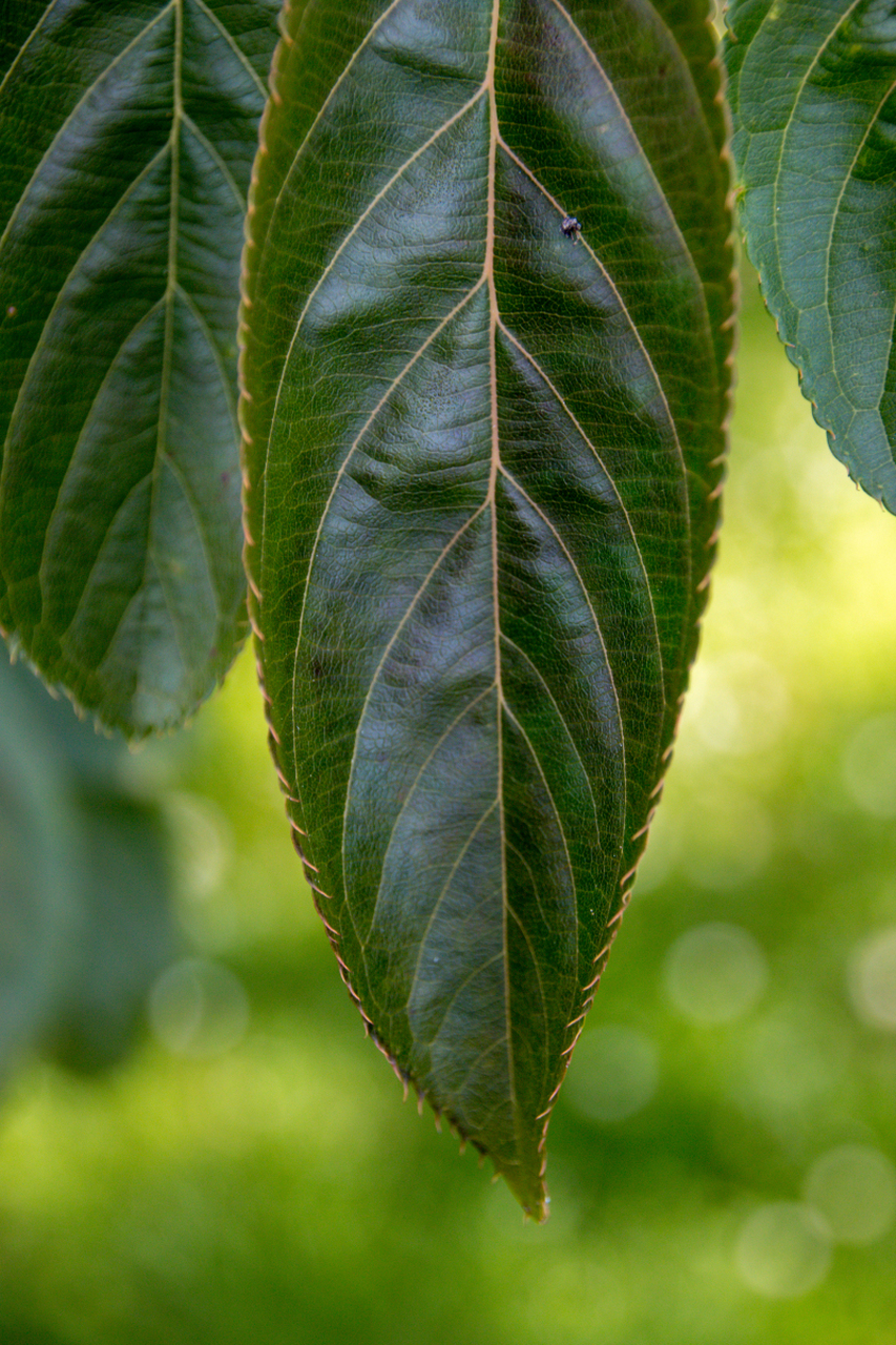 树叶颜色随季节变化,由叶绿素和其他色素的合成与分解,环境因素及树种