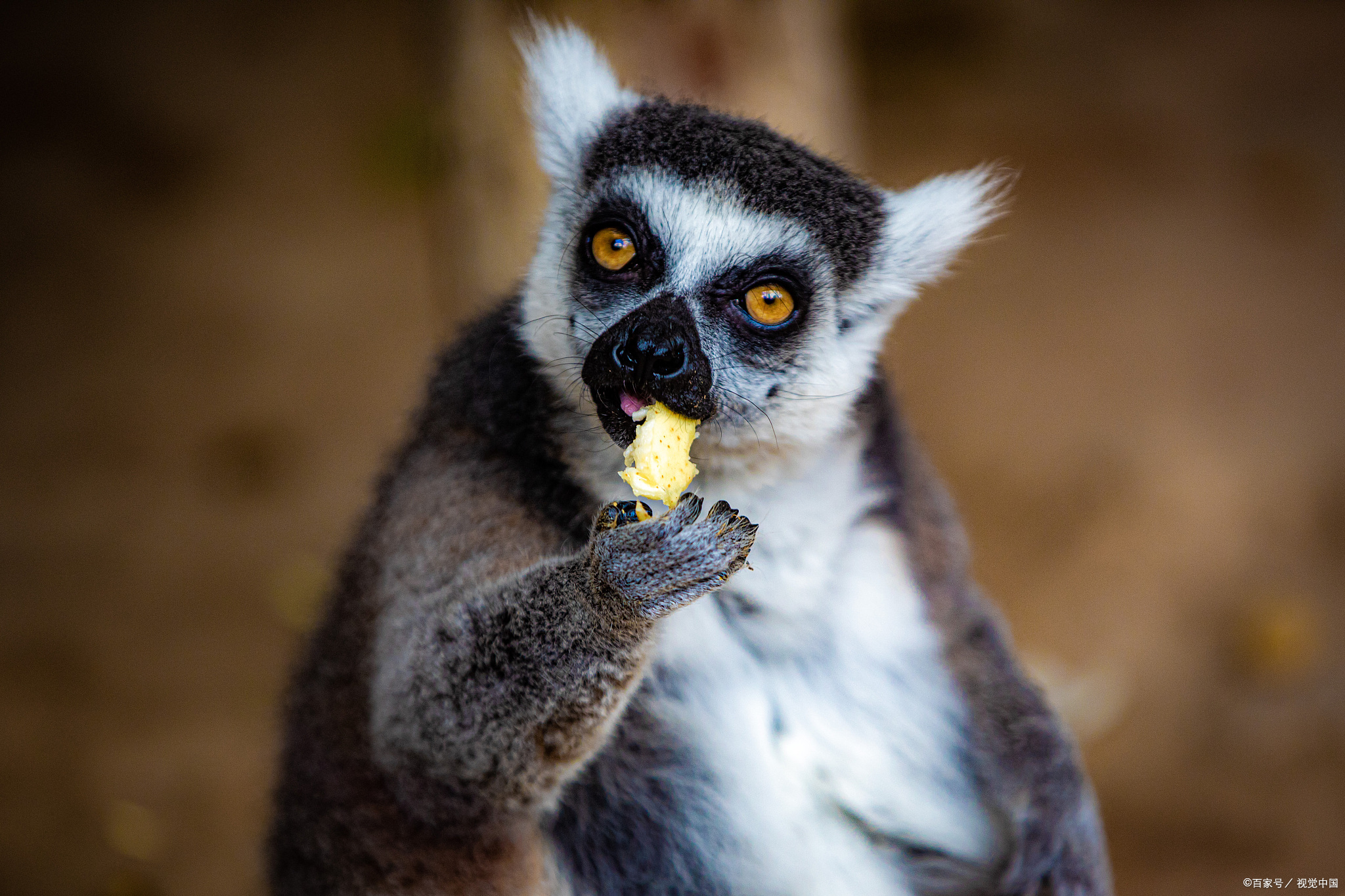 揭秘九大奇特动物你见过能头部旋转360度的灵长类动物吗