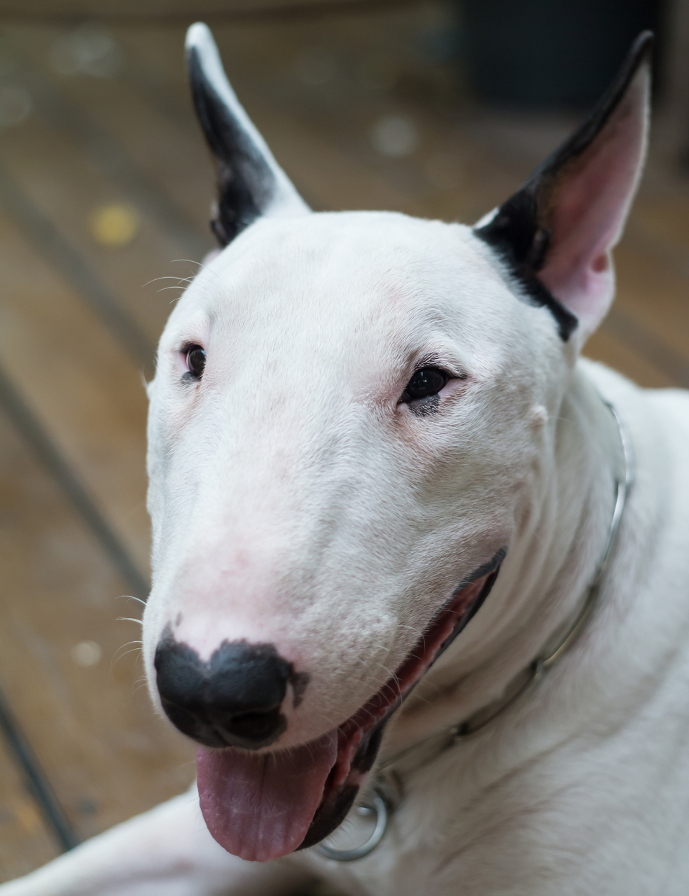 牛头梗是一种起源于英国苏格兰地区的犬种,其历史可以追溯到16世纪.