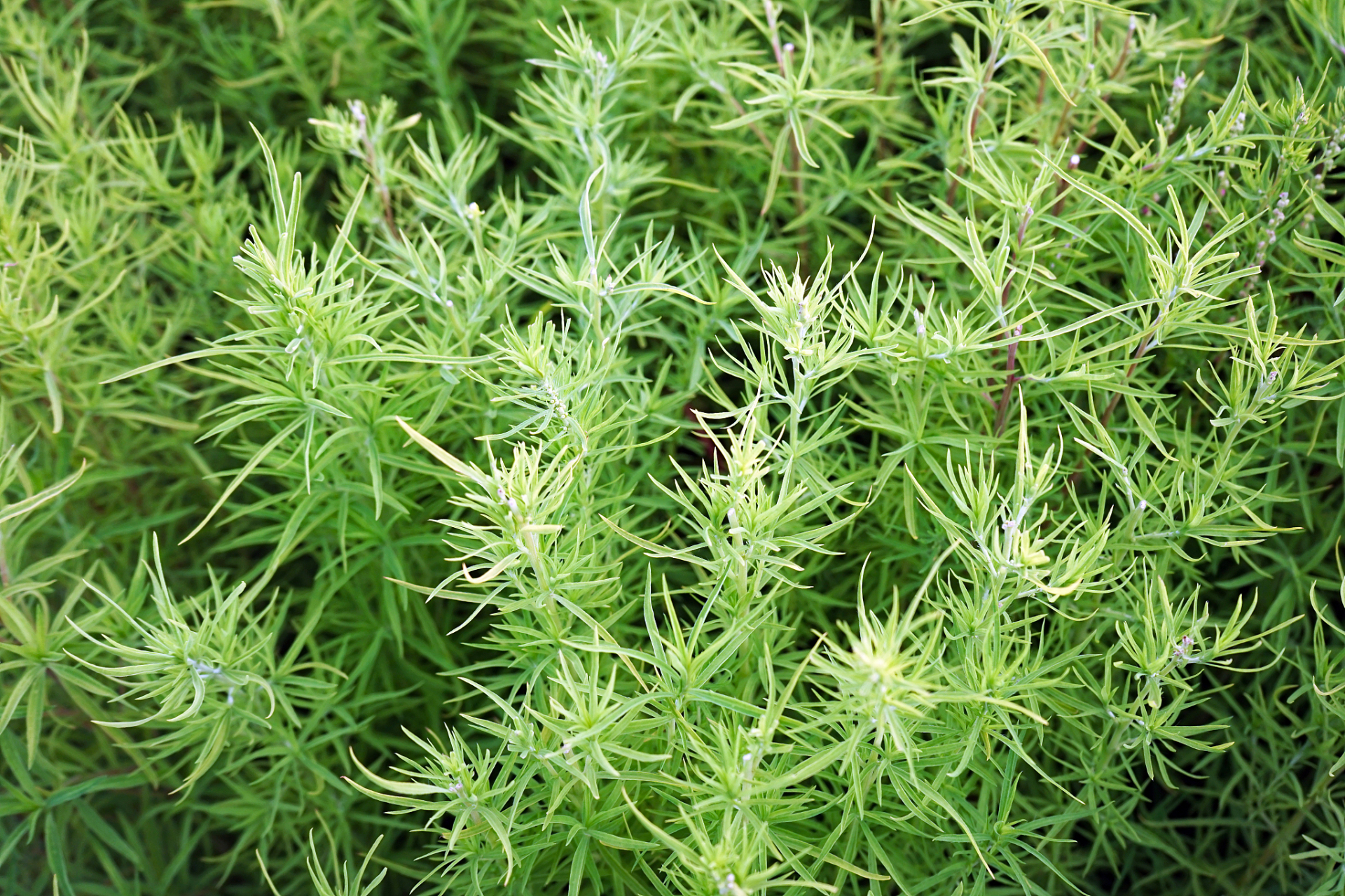 [火焰]皮肤病最怕的3个中药,清热 祛风 止痒,赶走荨麻疹湿疹皮炎  第