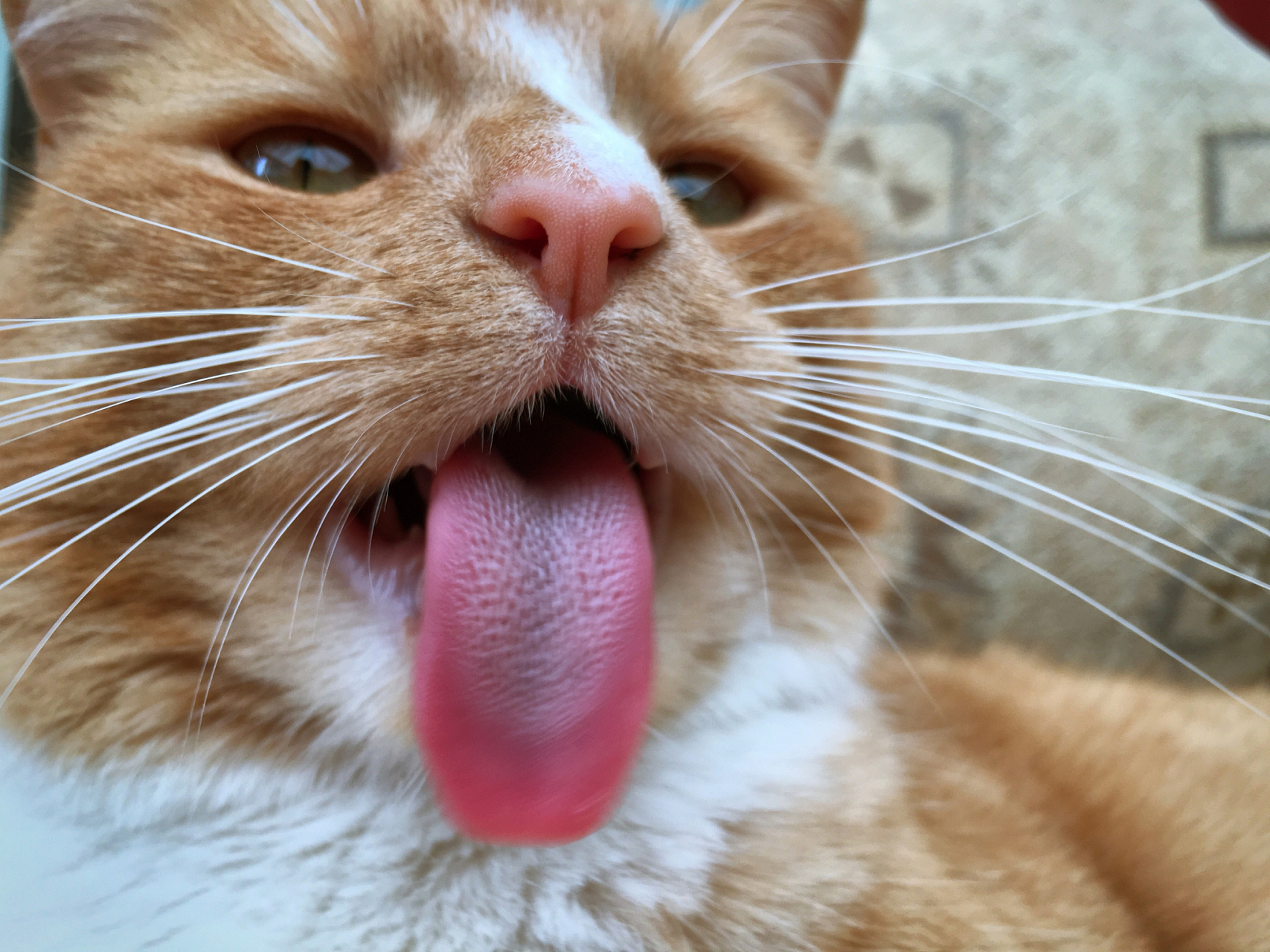 猫咪麻醉吐舌头图片