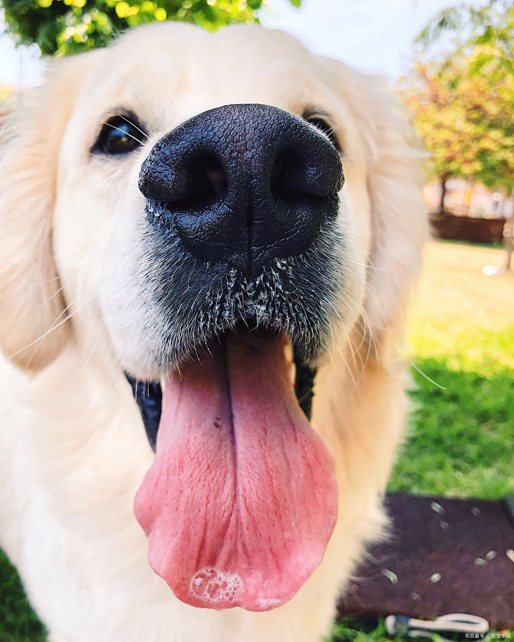 狗为什么老是吐舌头?