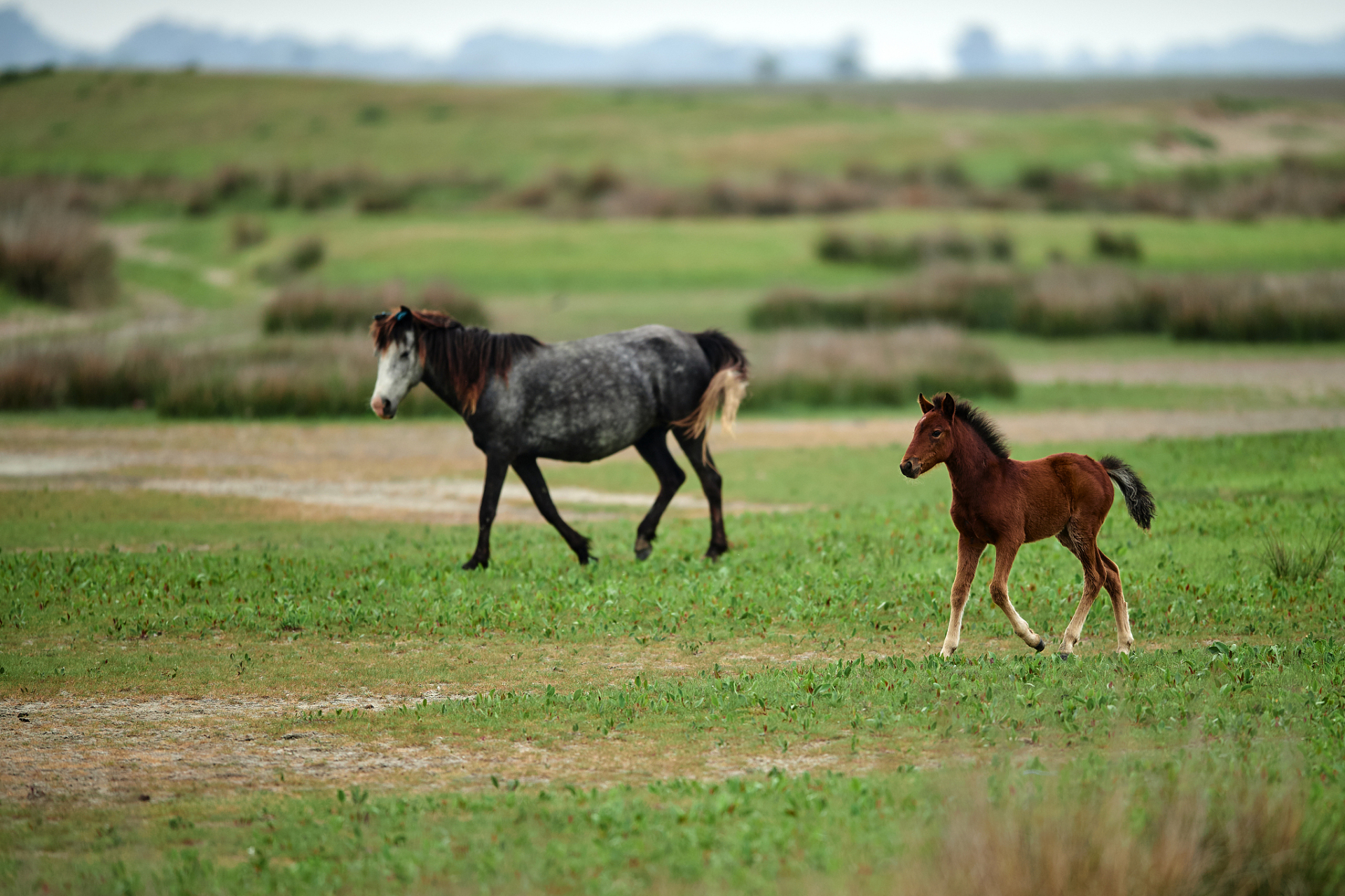 春游,羌塘草原春日里野马奔腾的生动场景,阳光,绿意与生命的活力交织