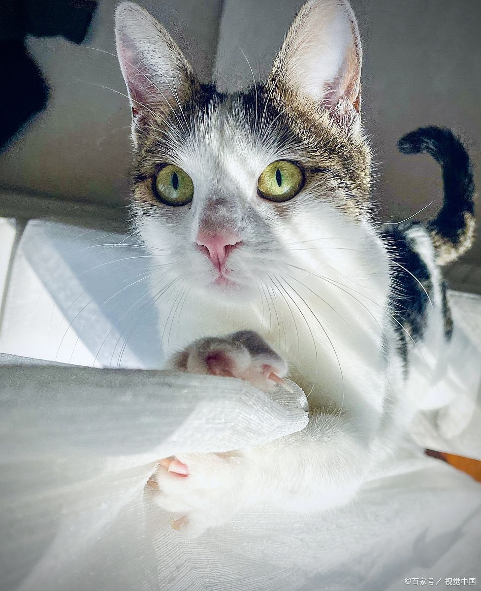 猫要超度吗-猫到底是招财还是来灾 猫要超度吗-猫到底是招财还是来灾
