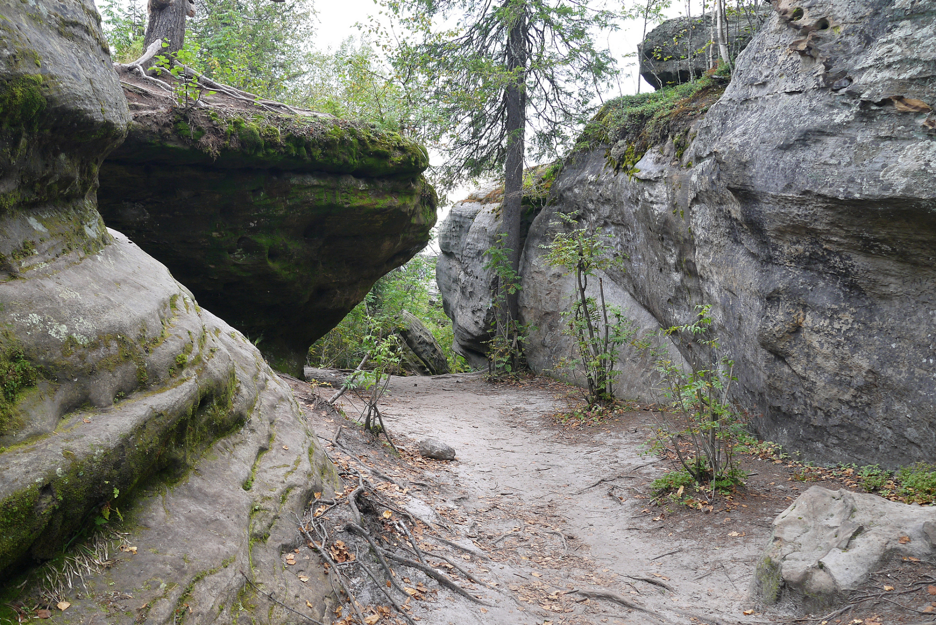 徽县之旅探索了自然与人文之美,青泥岭的古老神秘与银杏树的生命奇迹