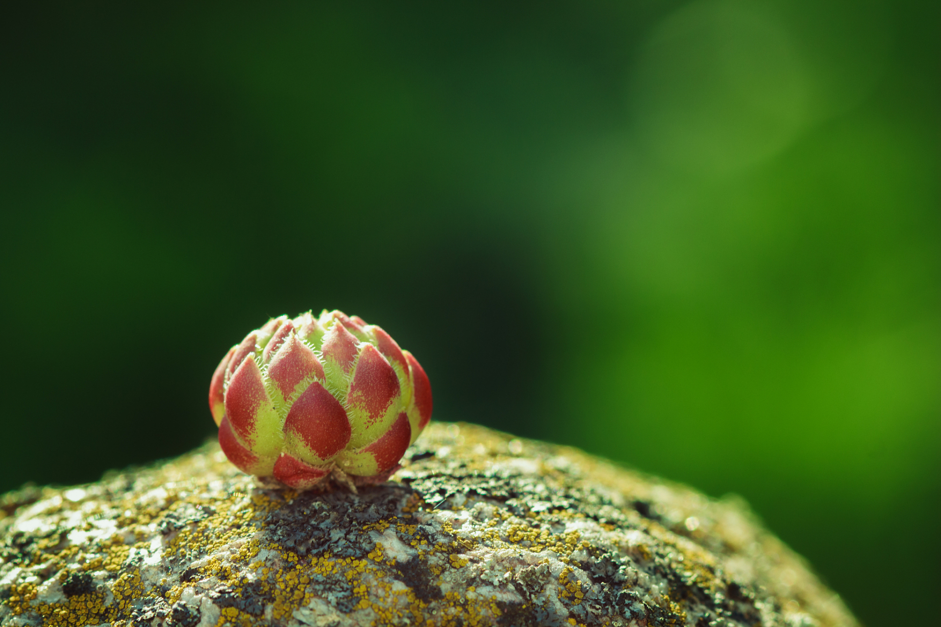 微观世界中,植物静静地生长着, 沐浴着阳光和雨露,默默地焕发生机.