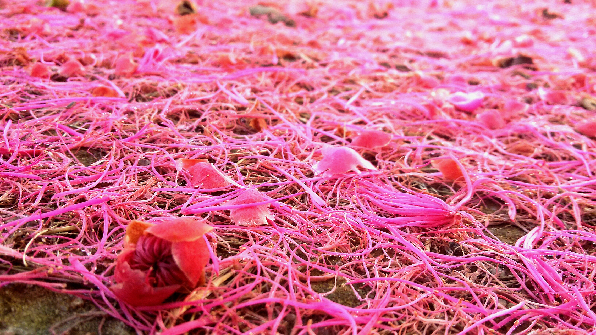 雨生红球藻是一种在雨后积水中繁殖的微型藻类,具有艳丽的红色外观和
