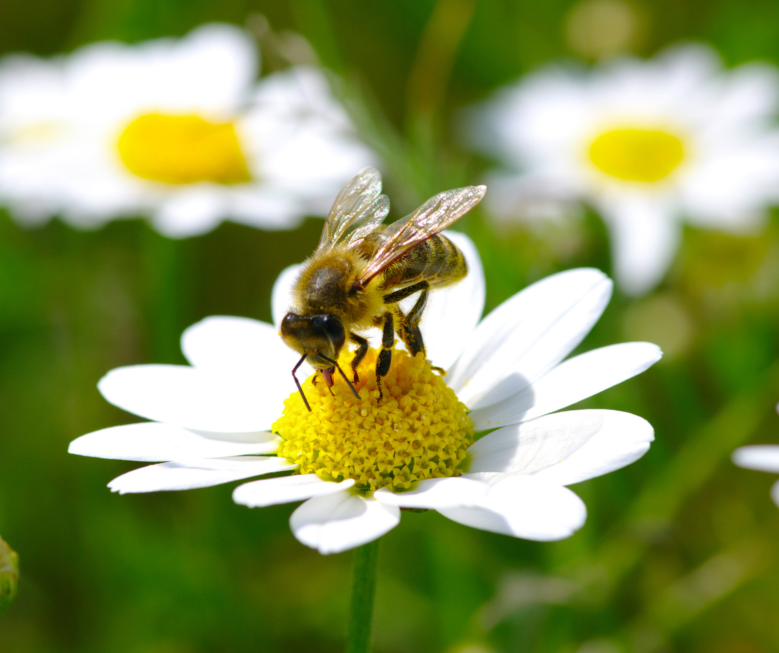 蜜蜂是一种常见的昆虫,它们通过采集花粉和花蜜来制作蜂蜜.下面是蜜蜂