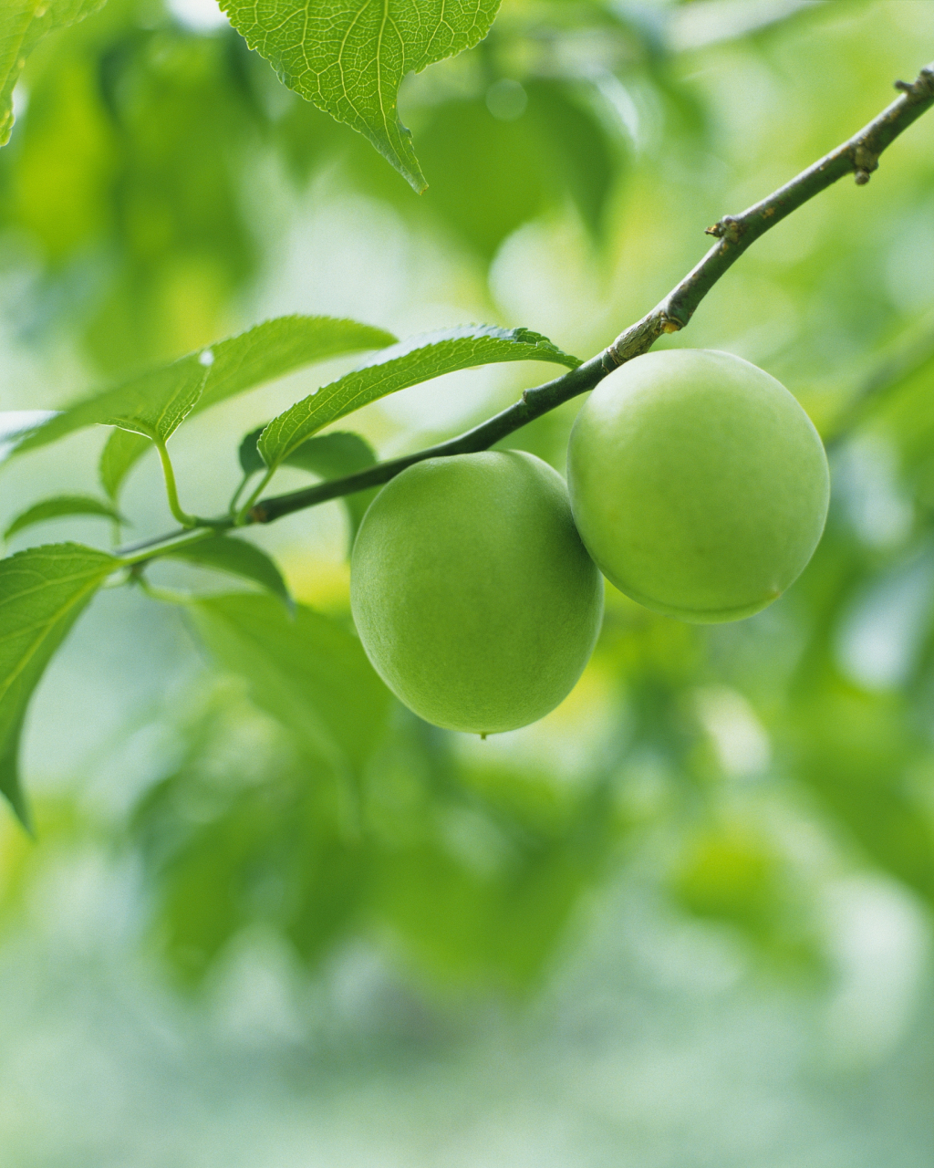 青梅是一种热带水果,原产于中国海南,在东南亚地区,如马来西亚,印度尼