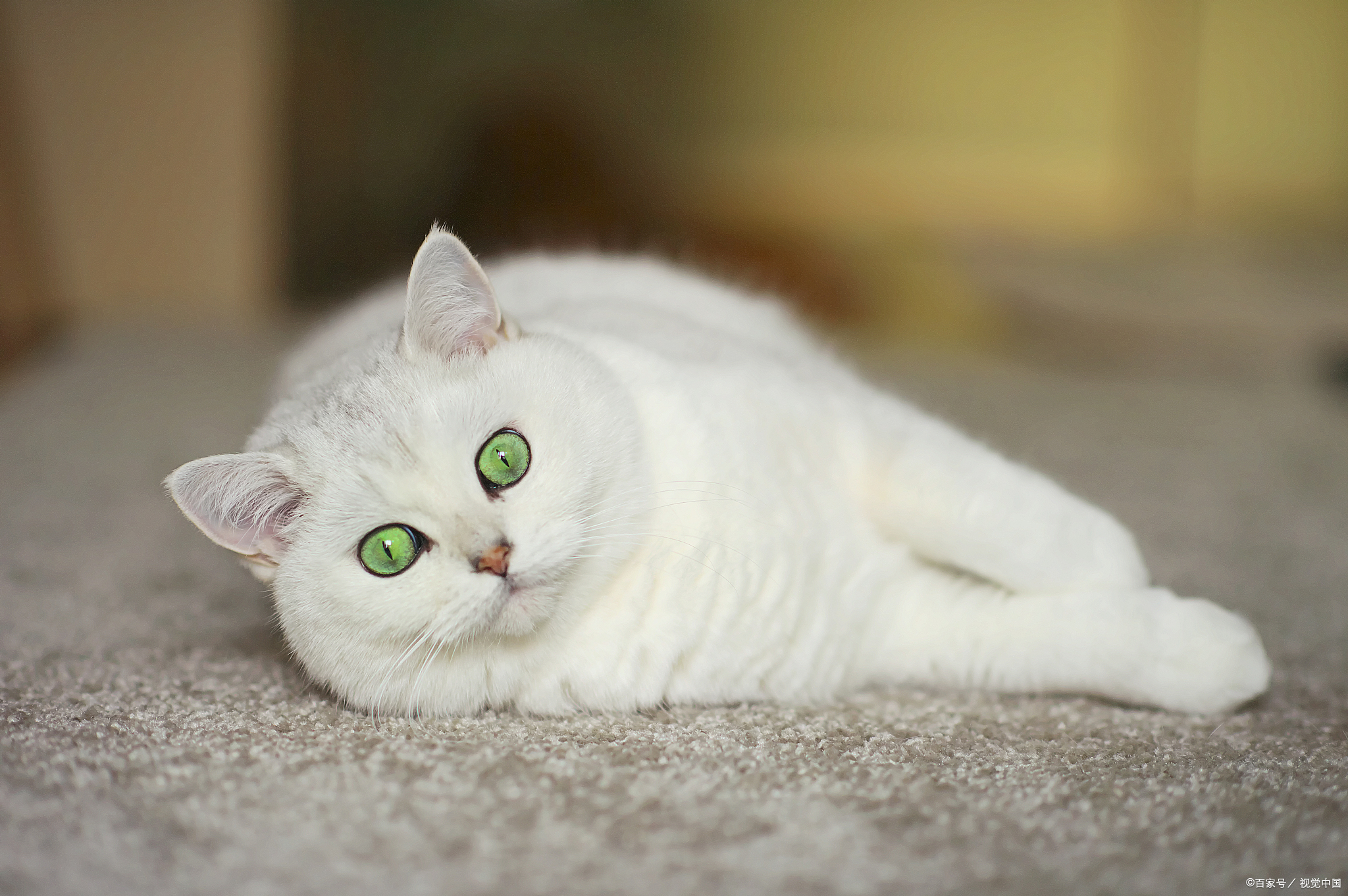 养宠物猫对人体健康的潜在影响:是福是祸?