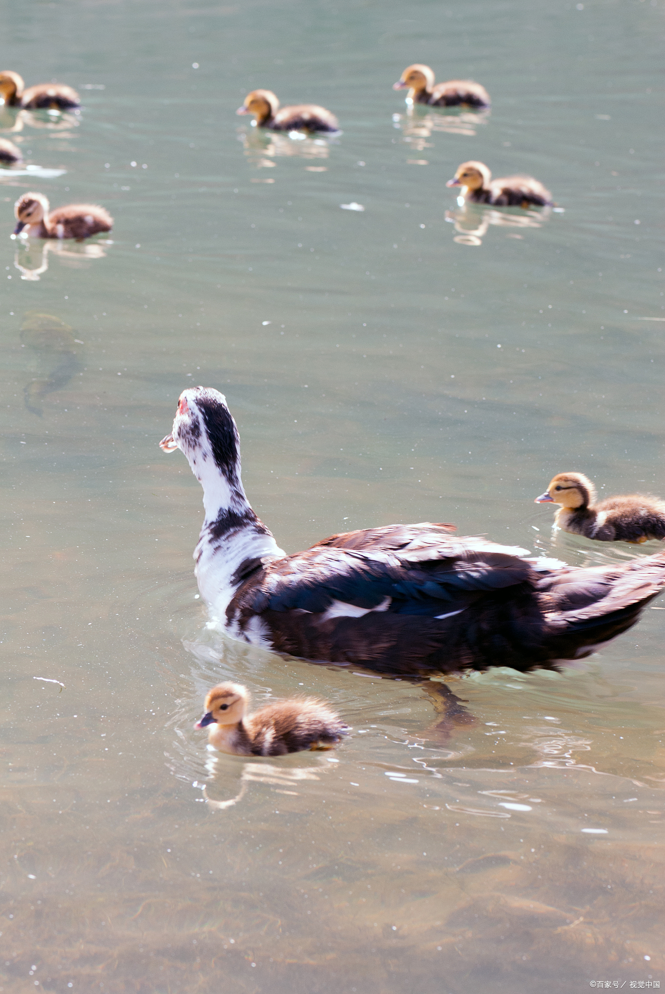 番鸭:解锁珍禽美味,健康餐桌新选择