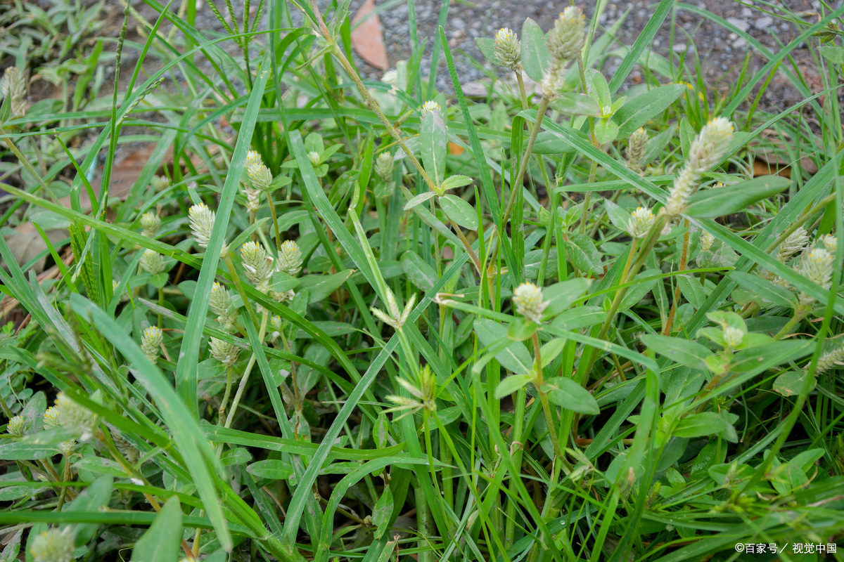 香炉草学名叫什么?