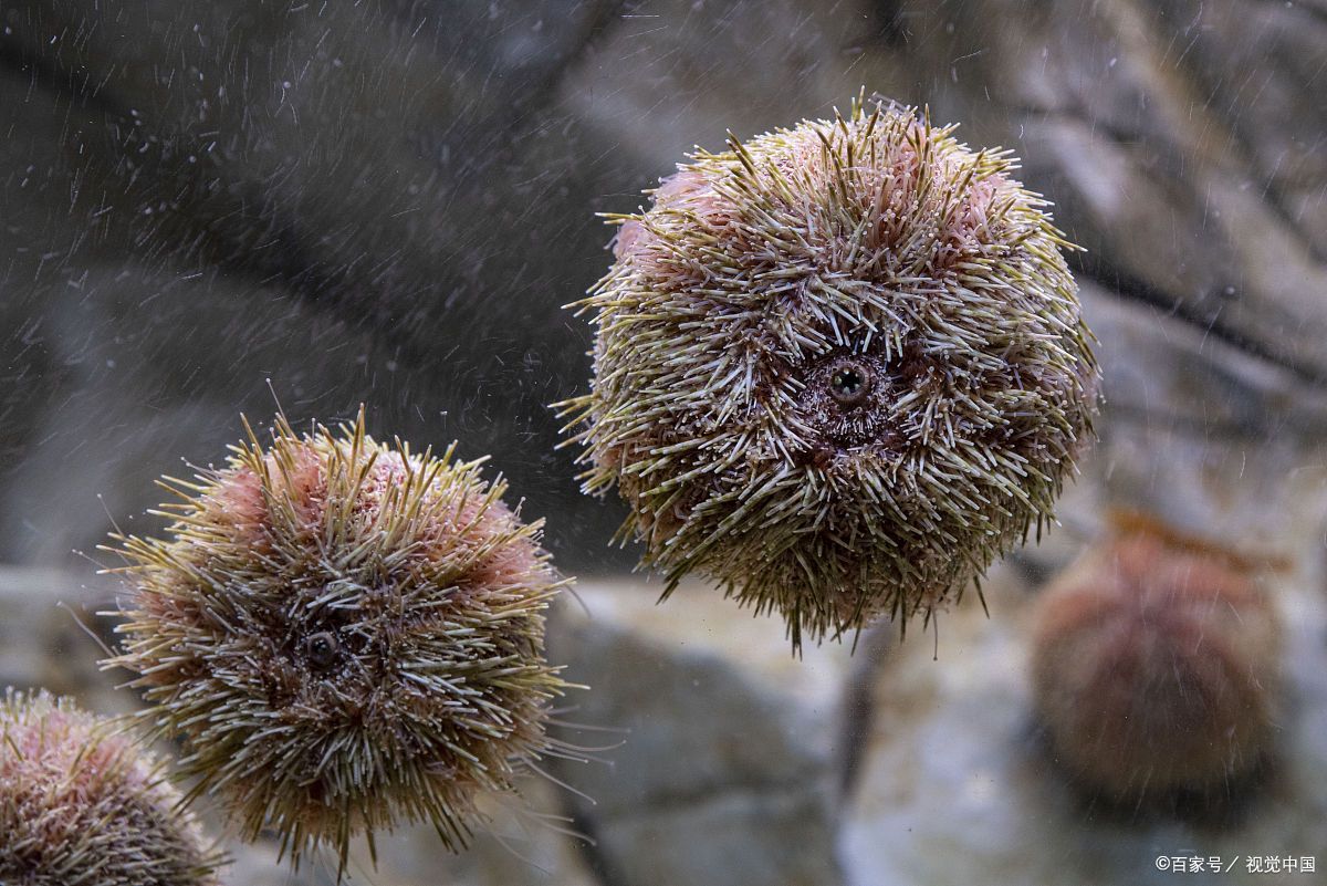 海胆是动物,并非植物