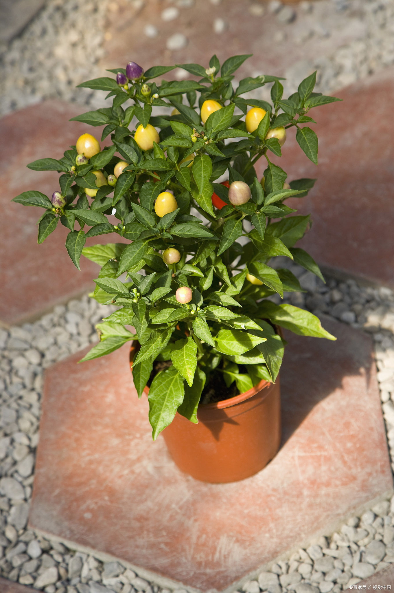 手把手教你种植四季柠檬,轻松收获丰硕果实!