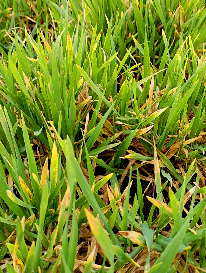 想让小麦茁壮成长,轻松几步告诉你施肥秘诀!