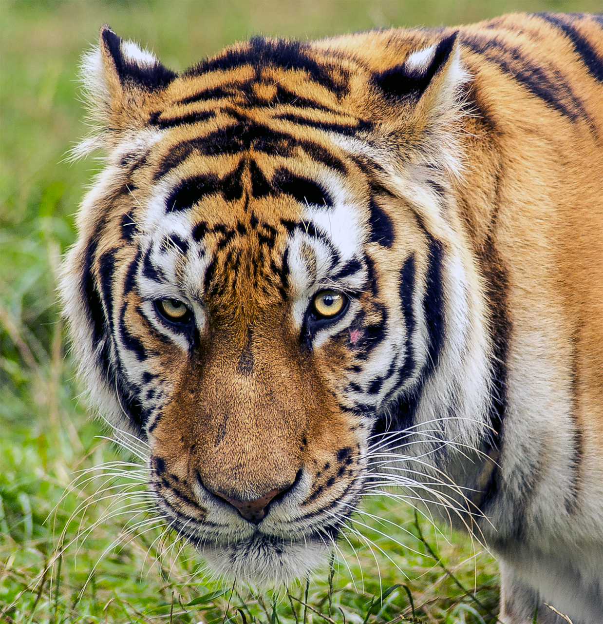 黑龙江疑有老虎进村咬死两头牛,村民们要注意安全了!