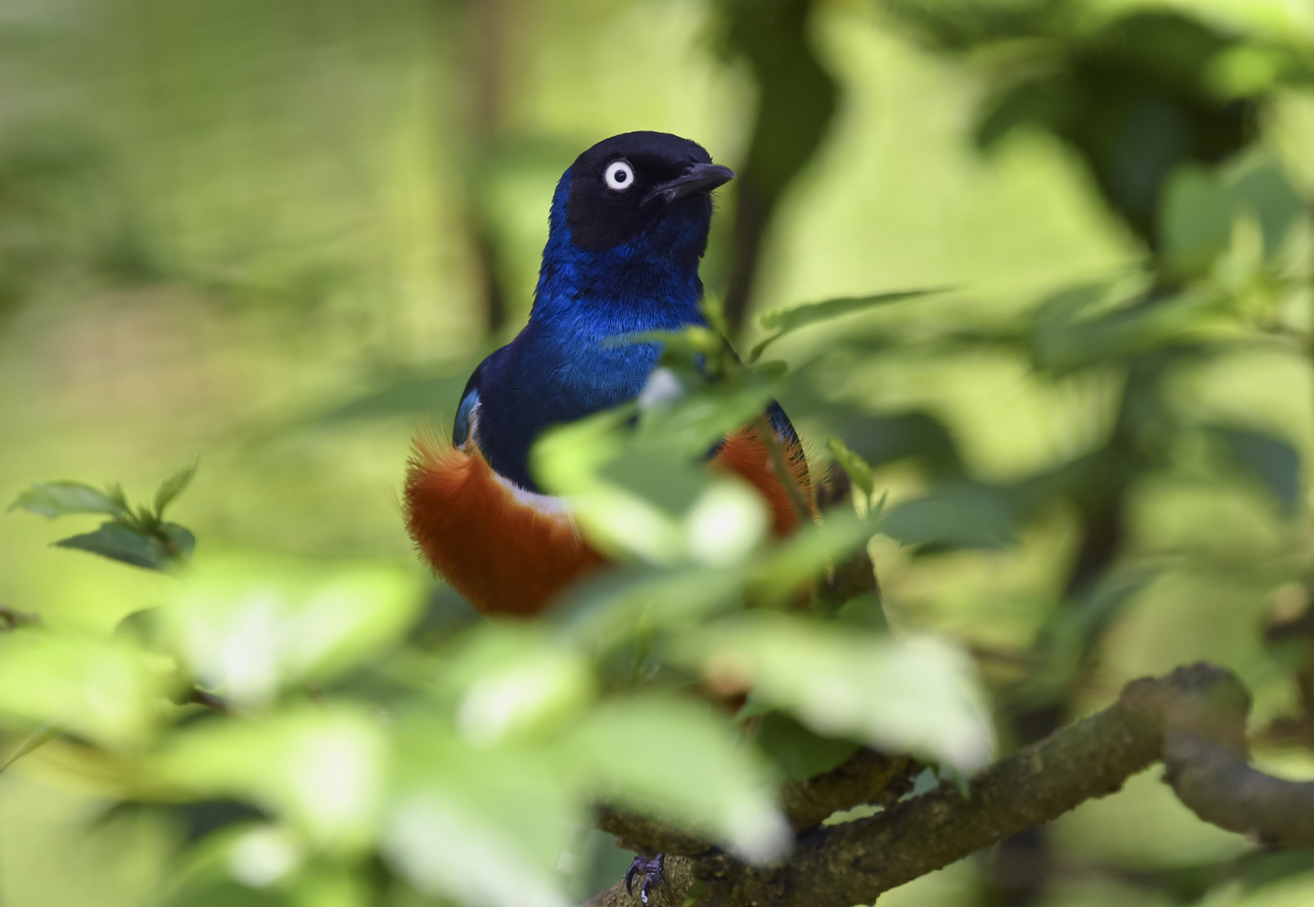 [原文:挑战椋鸟养殖,打造与自然.