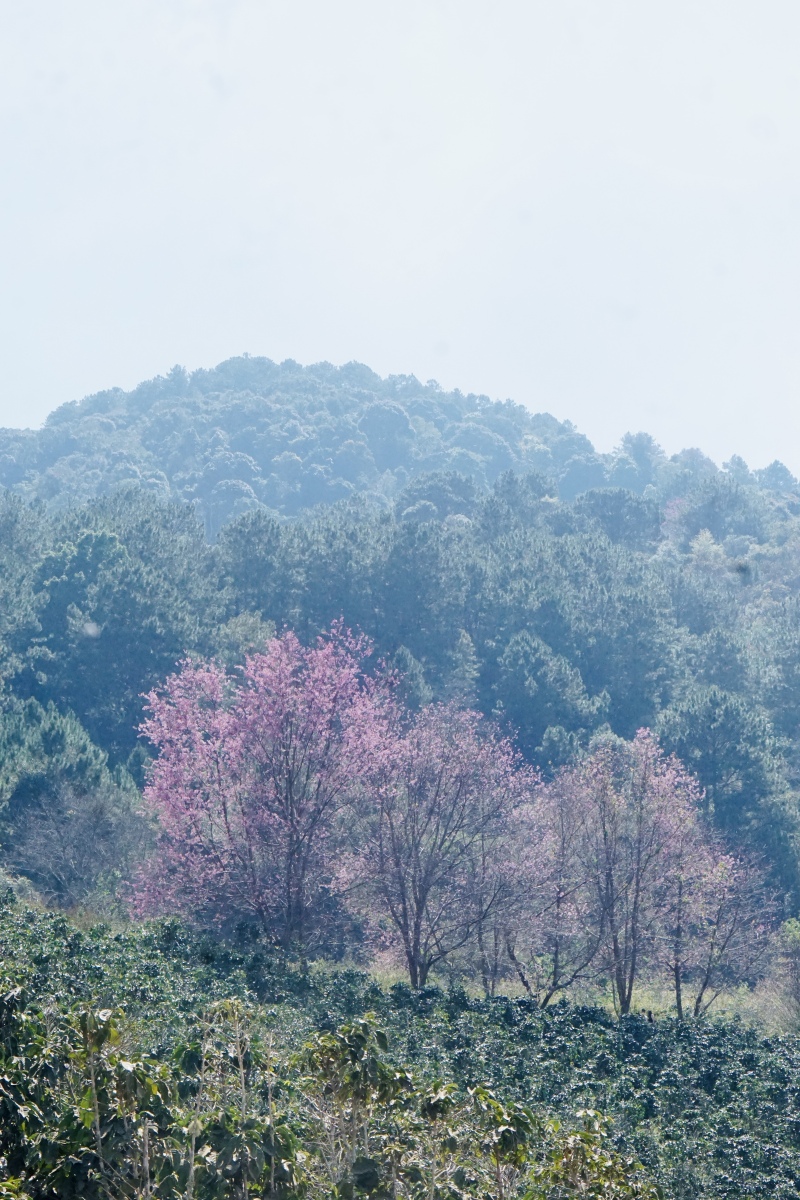 我选择了在这个充满生机的季节自驾前往风景如画的蒲江樱桃山