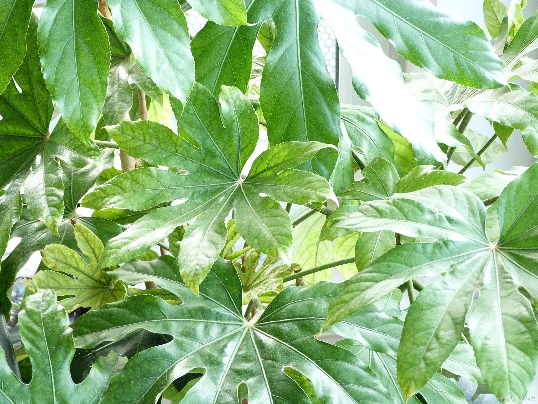 打造靓丽盆栽:探秘八角金盘的繁衍与护理