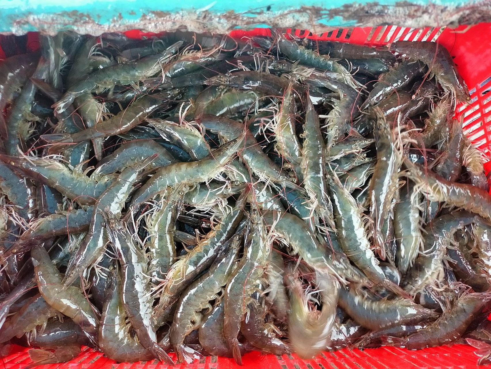 广东南沙罗氏沼虾:南国的虾类美食 在广东省广州市南沙区,有一种食材