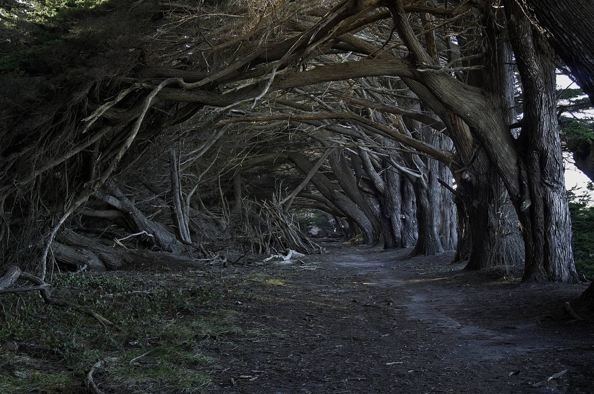 黑暗树篱,这美丽的山毛榉林荫道,起源于18世纪的斯图亚特家族