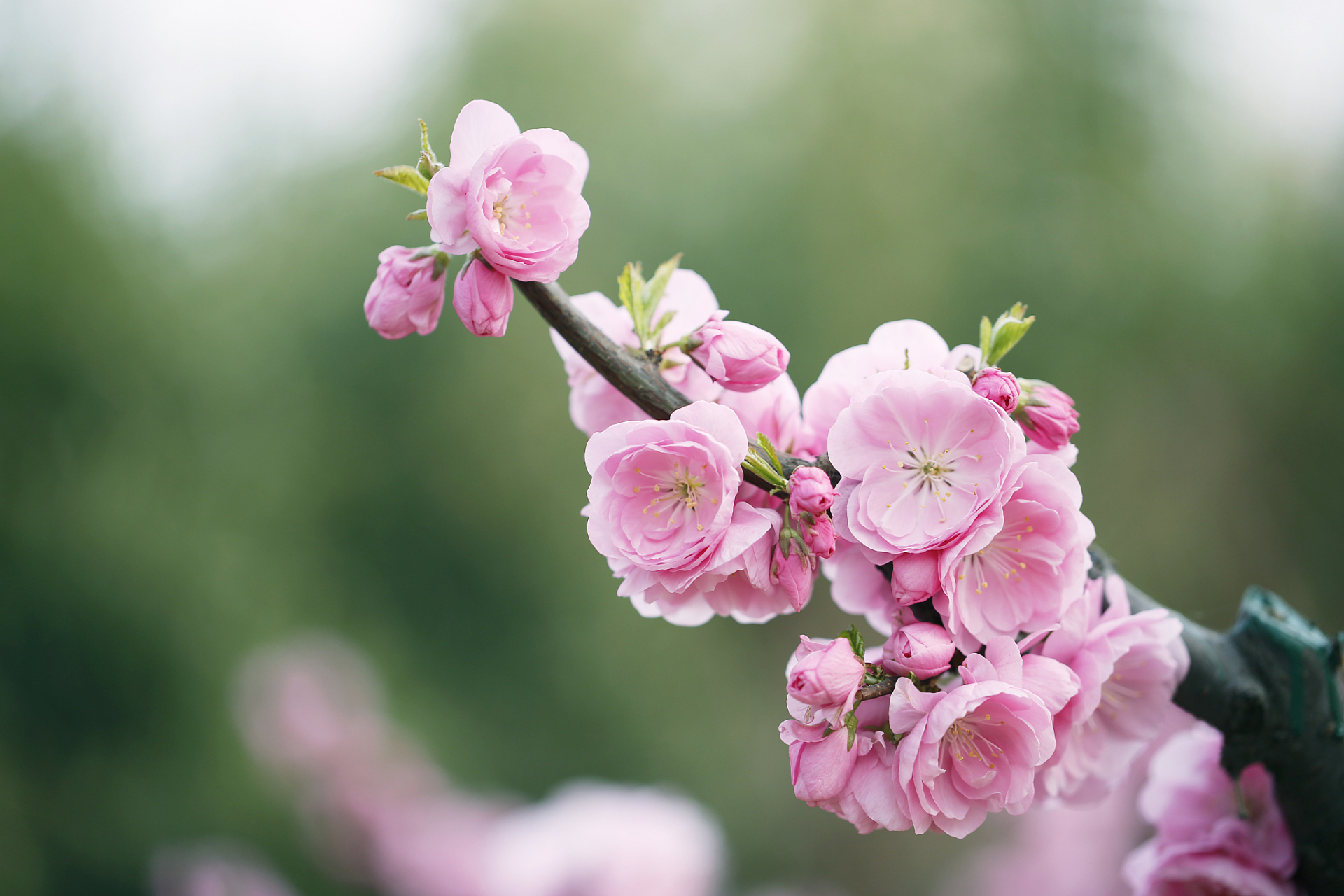 认识一株多肉——碧桃 [鲜花] [鲜花]可羡瑶池碧桃树,碧桃红颊一千年