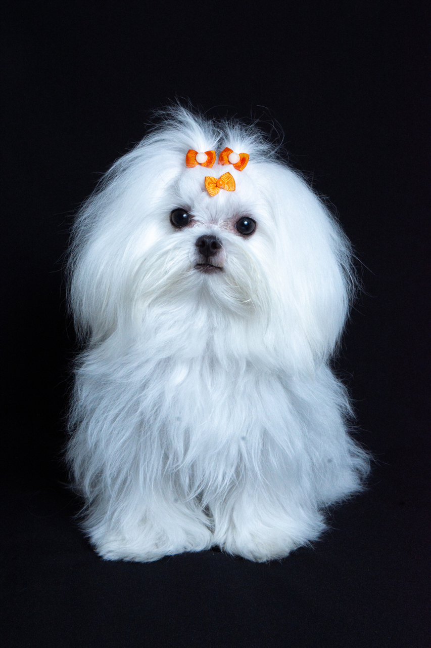 摘要:马尔济斯犬是一种小型犬种,寿命受遗传基因,饮食管理,定期体检