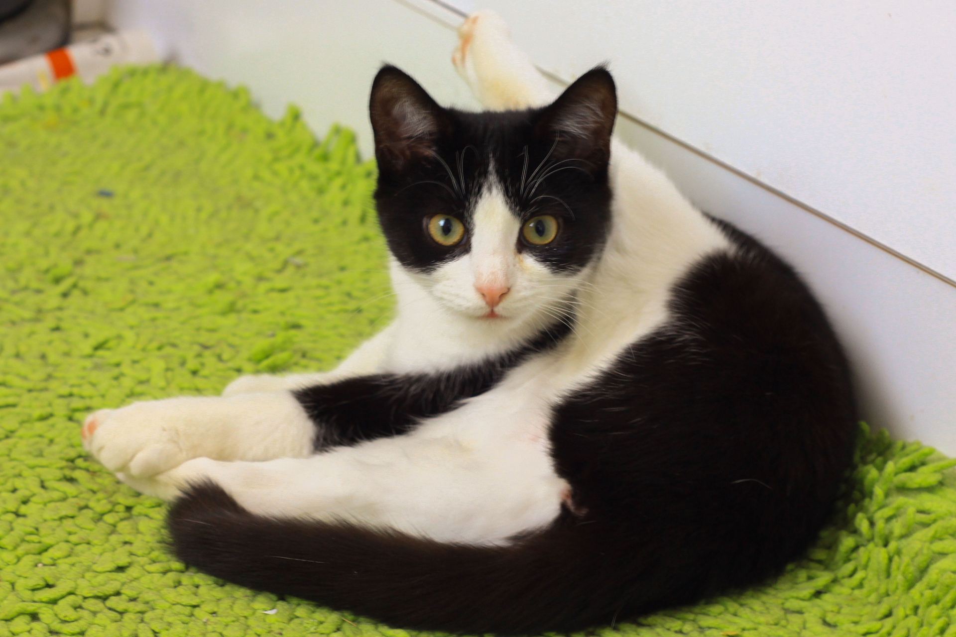 百家号星火计划#奶牛猫的性格活泼,生性好动,可为