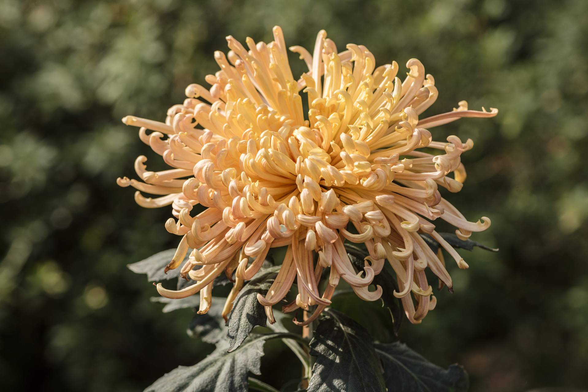 通过欣赏和了解菊花,我们可以感受它所散发出的高雅气质和丰富的文化