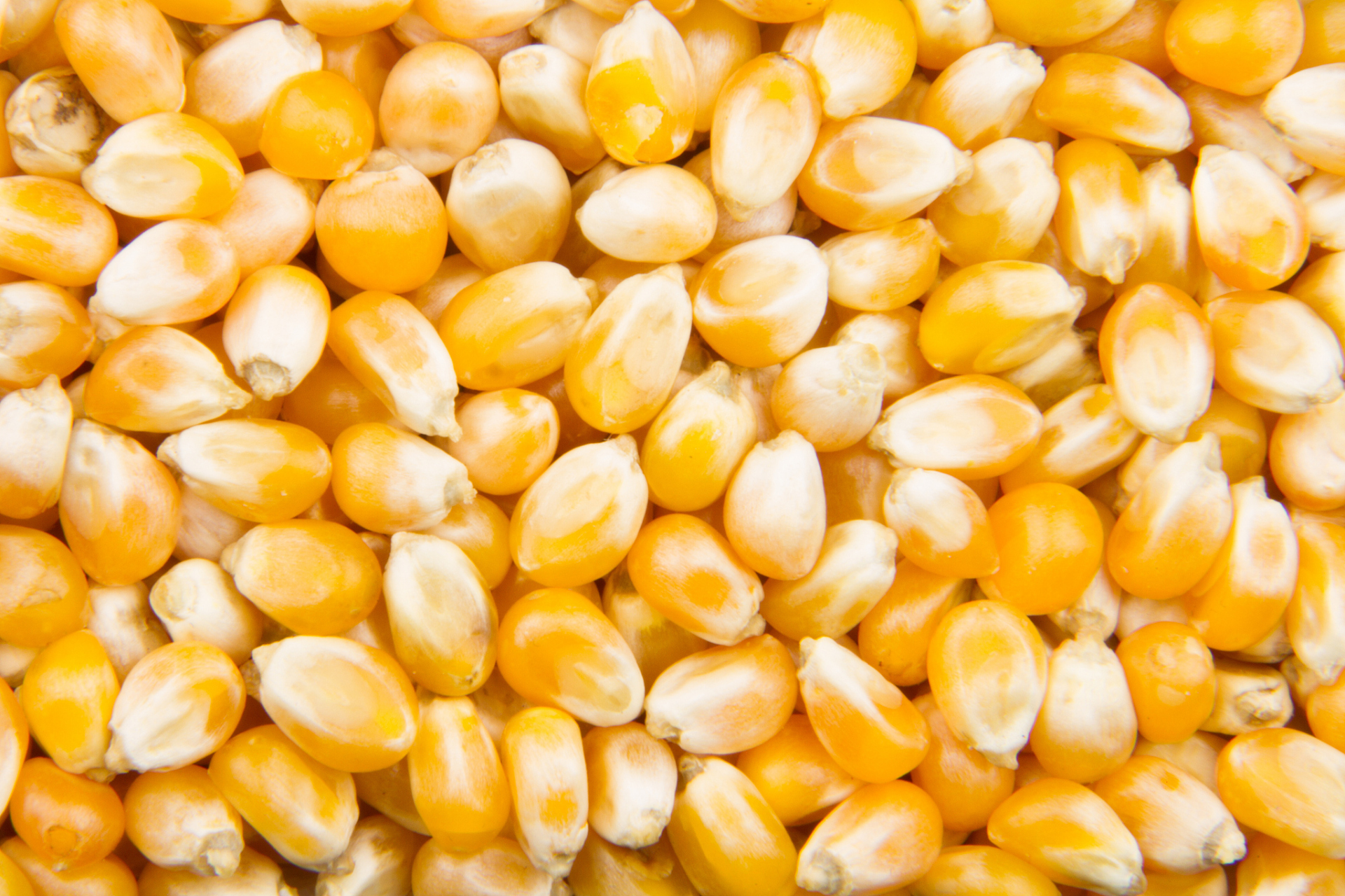 登海575玉米新品种图片