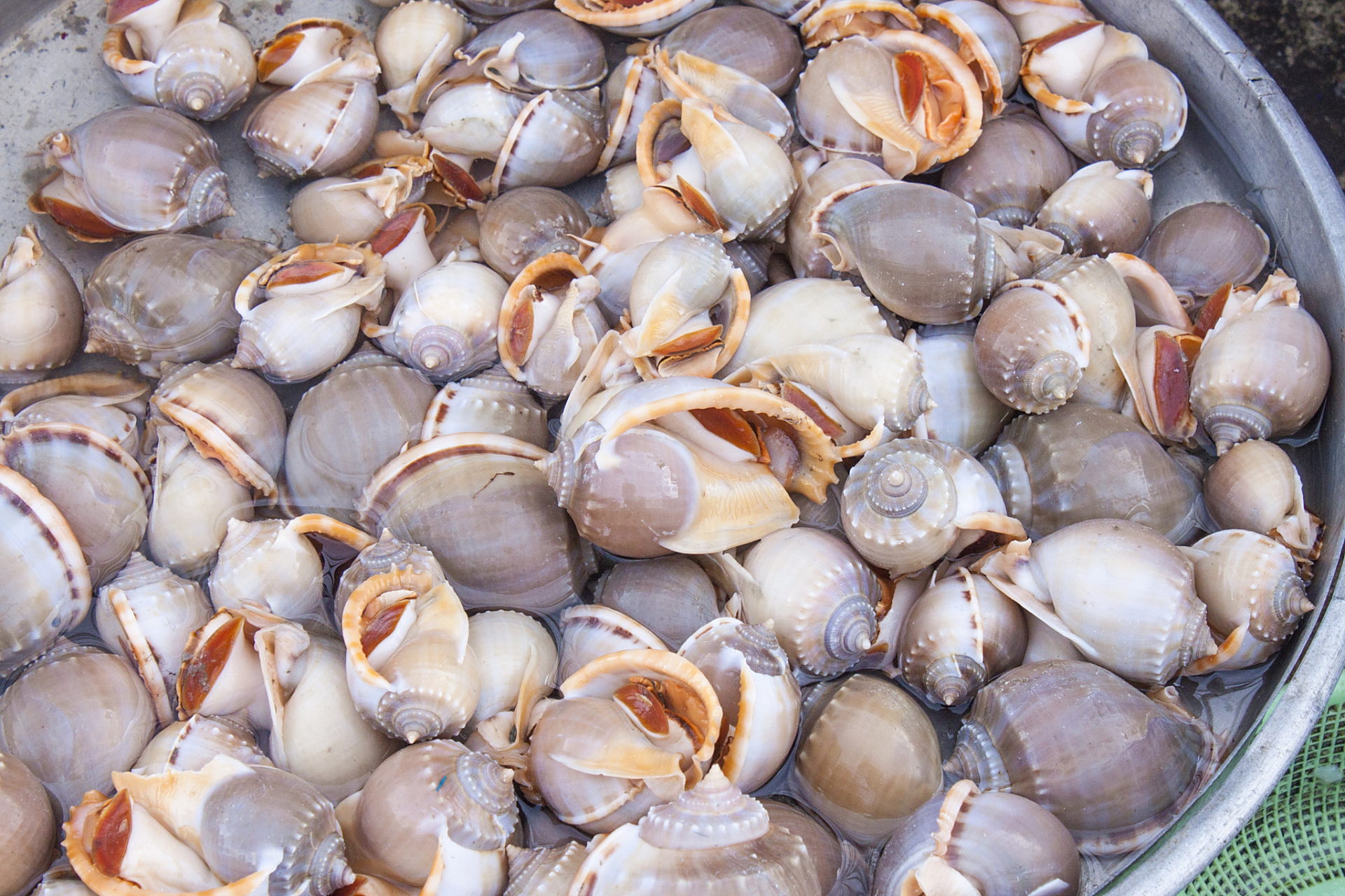 有一次,我和几个小伙伴在湖边玩,突然发现湖里有很多漂螺,我们就想试