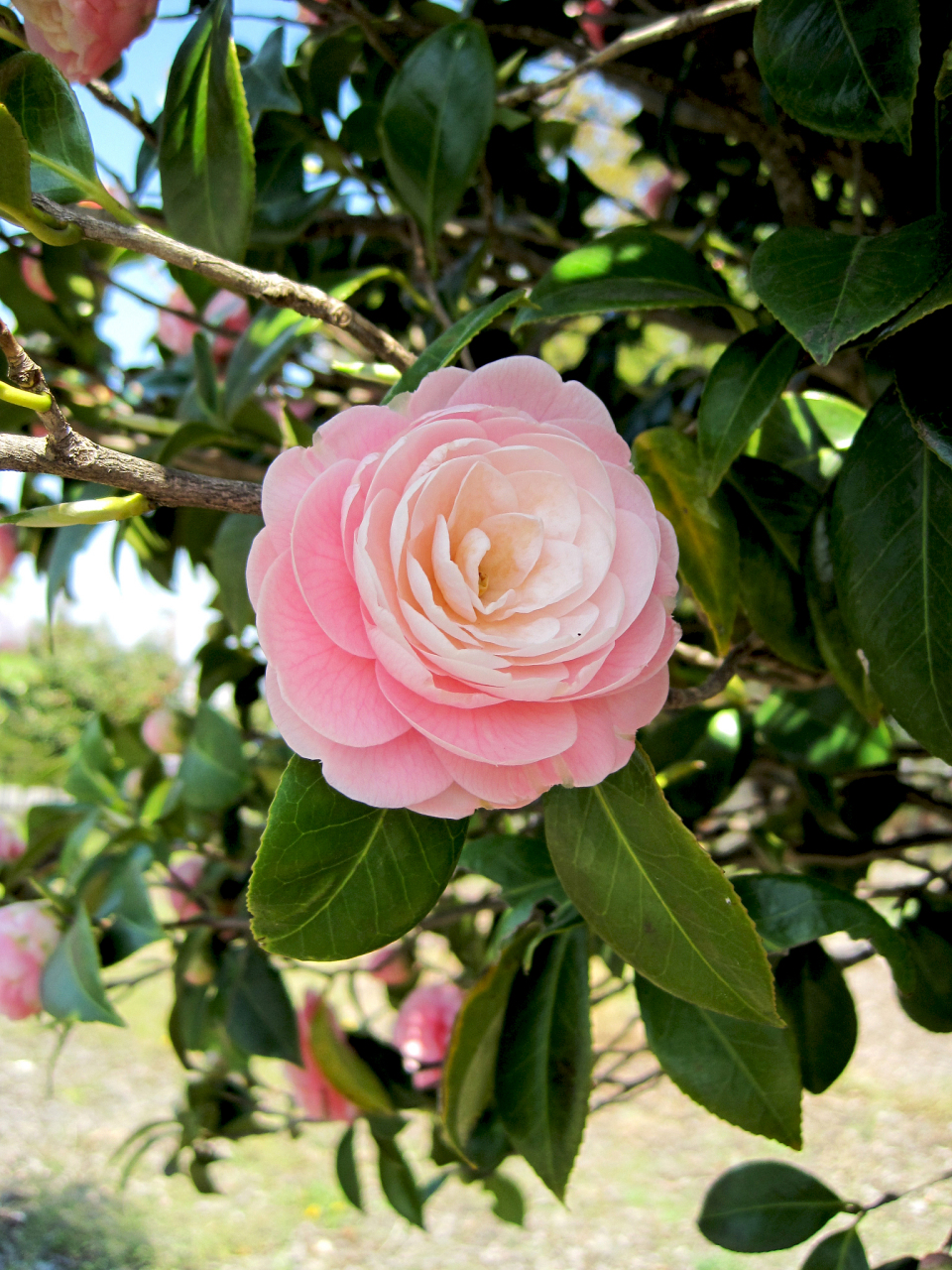 山茶花品高洁雅,不畏严寒傲苍穹. 花开花落春又去,山茶依旧笑寒冬.