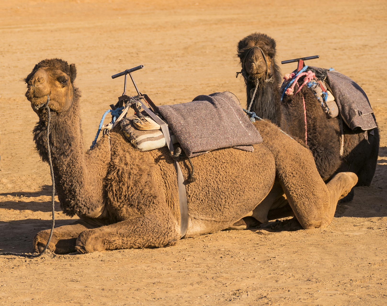五一期间,甘肃敦煌的鸣沙山月牙泉的入园人数已超万次,骑骆驼是总受
