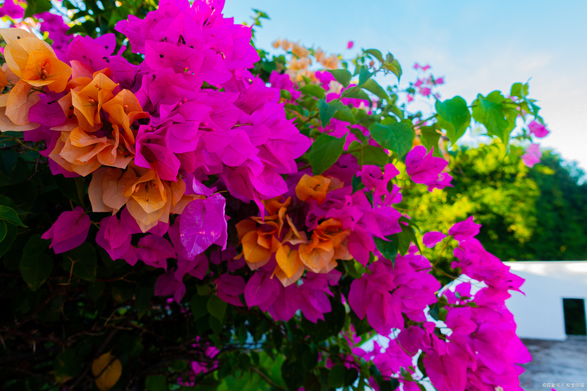 簕杜鹃和三角梅有什么区别?