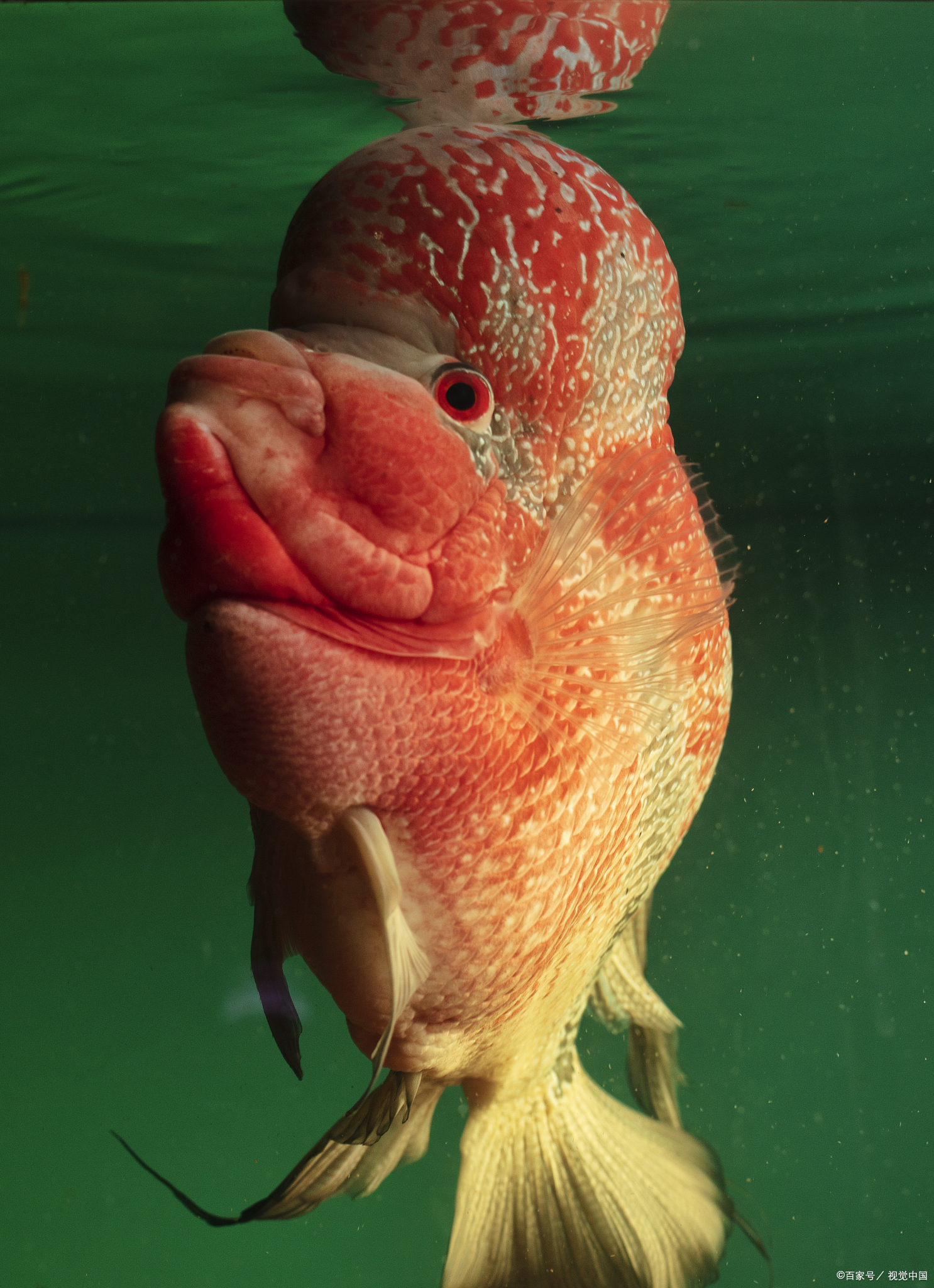 红眼睛鱼是什么鱼