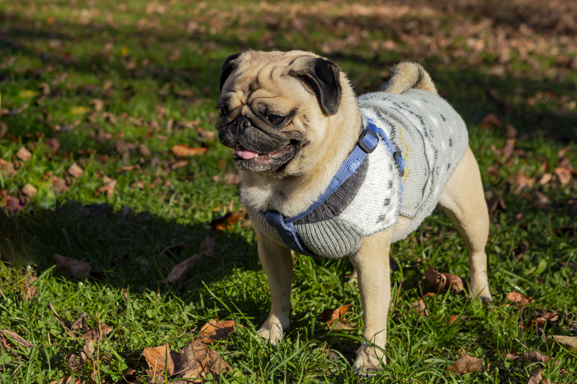 有一次,我抚摸边境牧羊犬的毛,它感觉非常舒服,就侧躺下了.