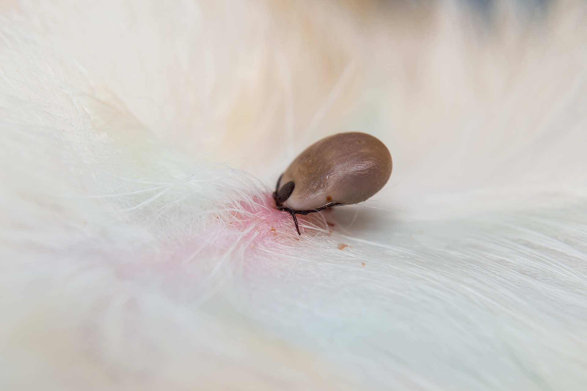 蚤类防治方案  跳蚤是小型,无翅,善跳跃的寄生性昆虫,成虫通常生活在