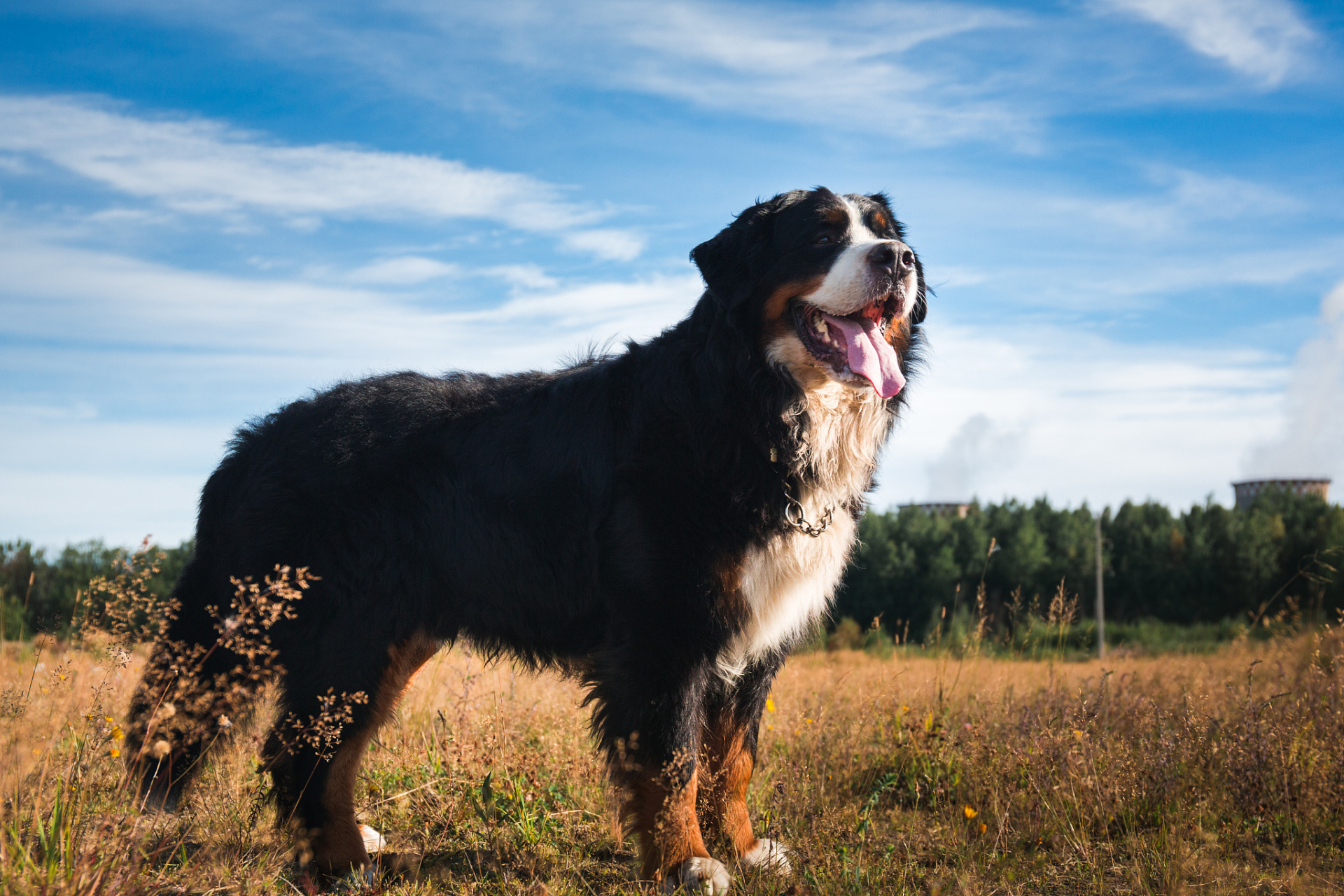 圣伯纳犬是一种大型犬种,其强壮的体格和温顺的性格使它成为人们心目